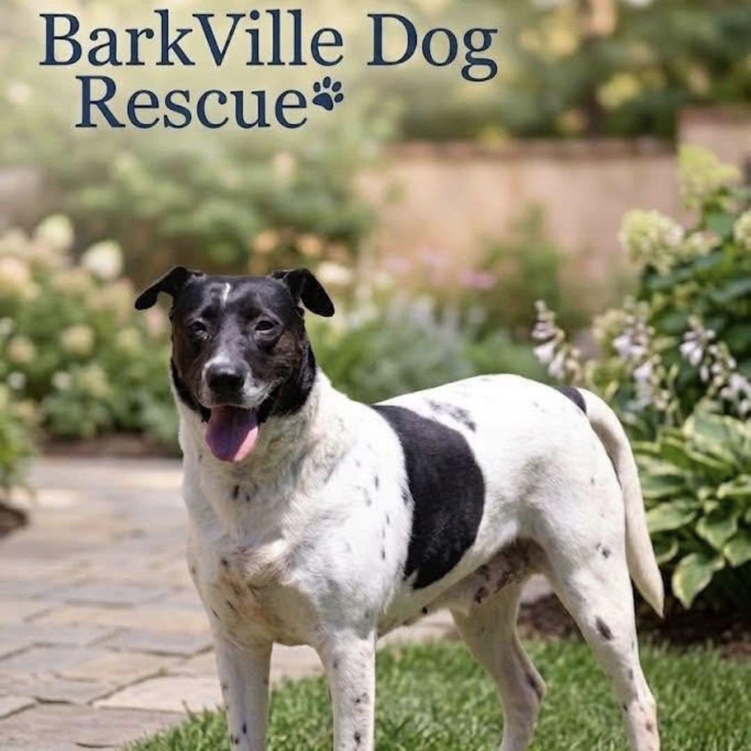 Allegra, a Adoptable mixed breed in Roswell, GA image 1/5