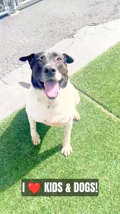 Enlarge Allegra, a Adoptable mixed breed in Roswell, GA video 5/5