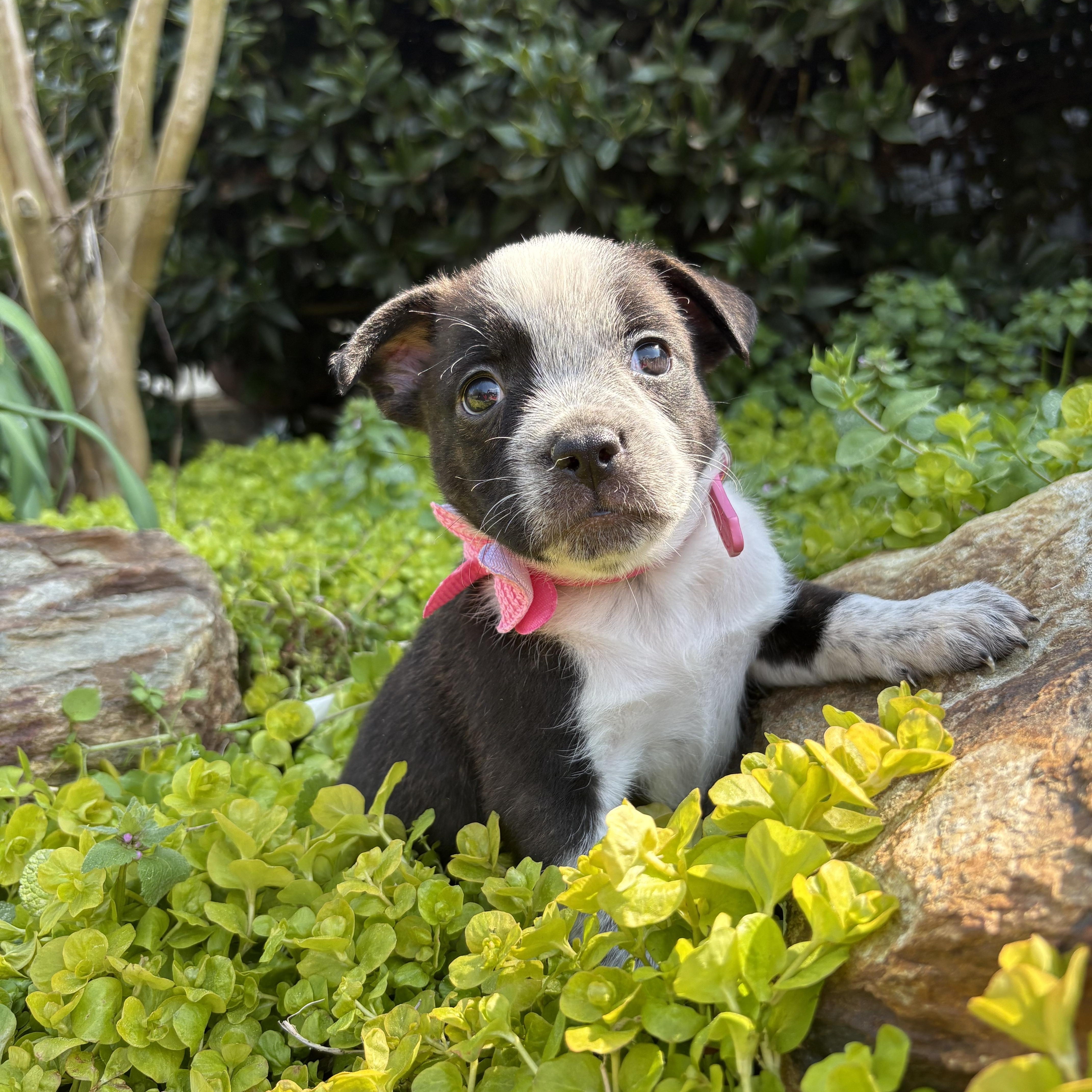 Enlarge Cherie, a Adoptable mixed breed in Pittsboro, NC image 4/5