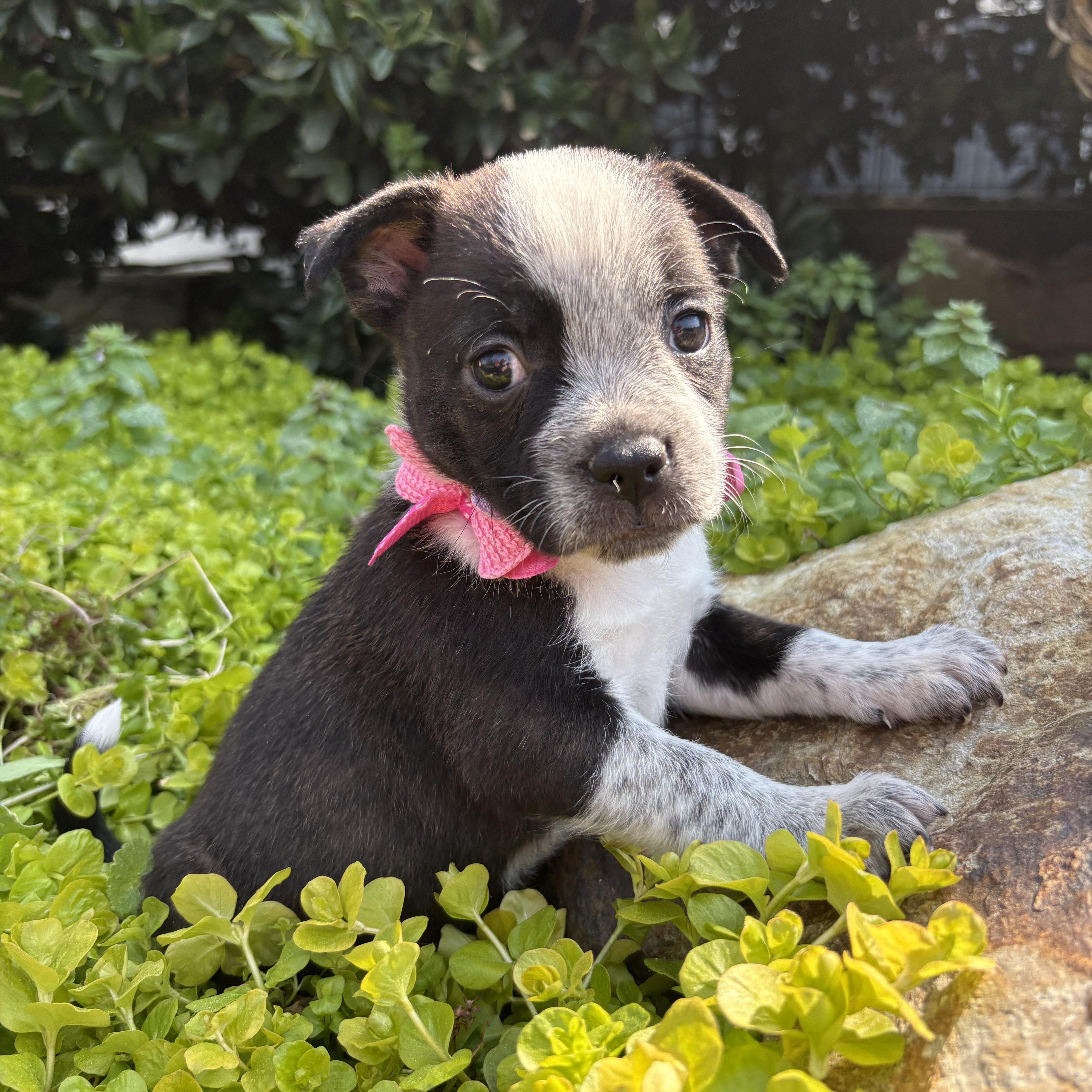 Enlarge Cherie, a Adoptable mixed breed in Pittsboro, NC image 3/5
