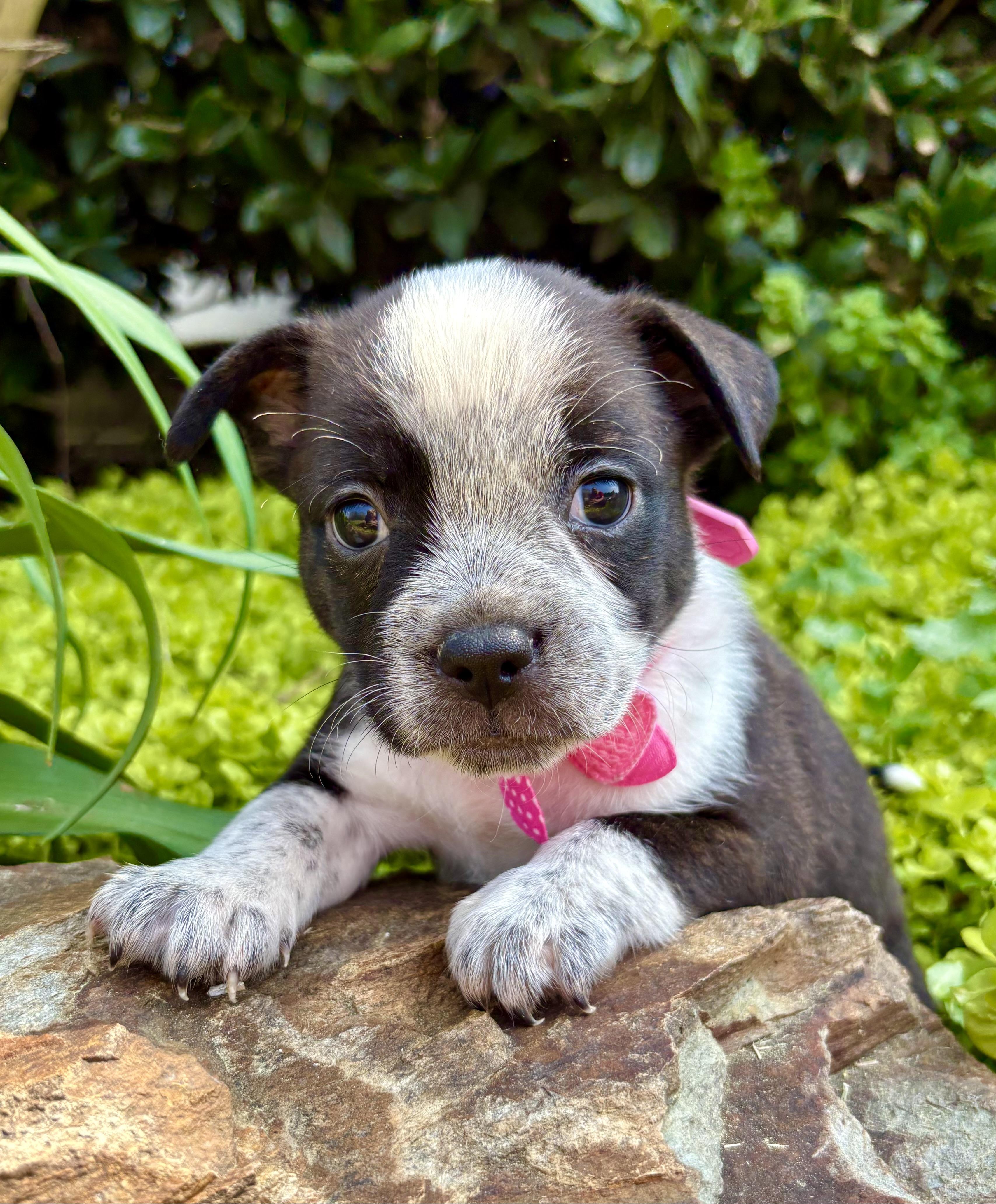 Enlarge Cherie, a Adoptable mixed breed in Pittsboro, NC image 2/5