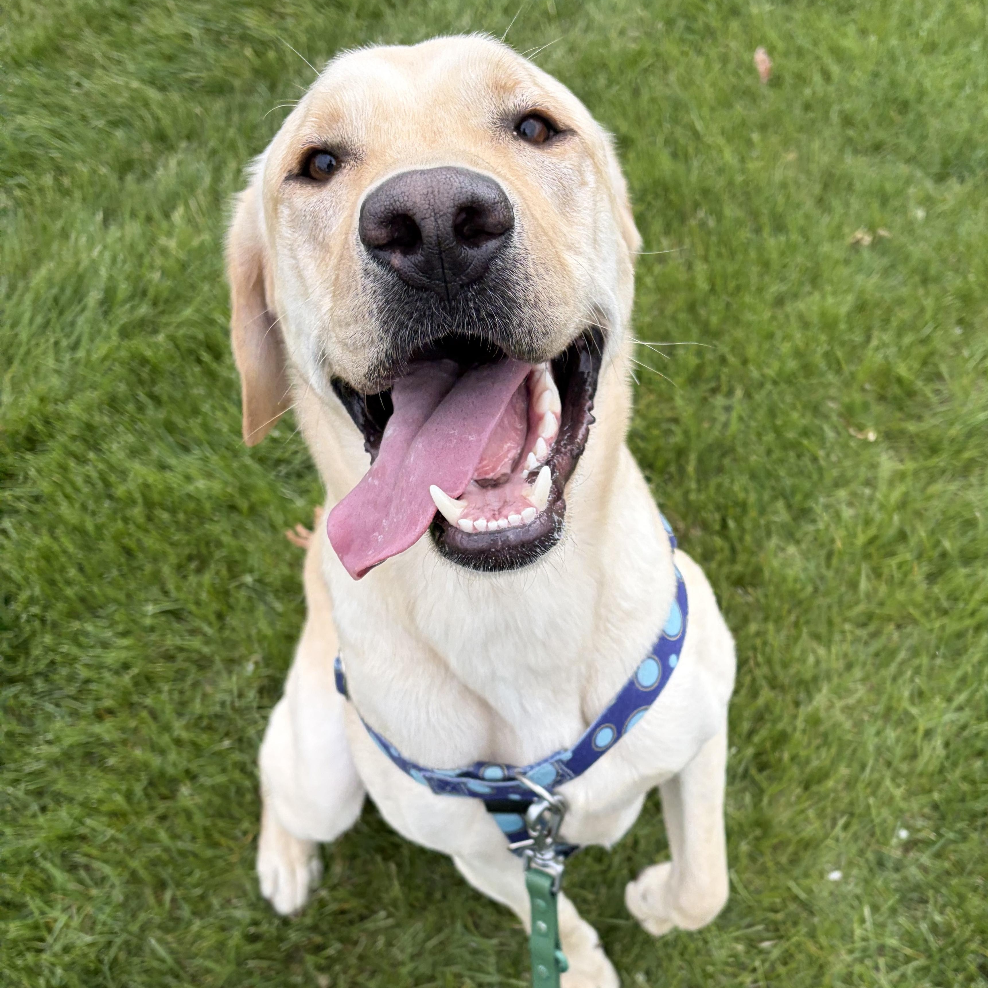 Banana, a ADOPTABLE mixed breed in Hollis, NH image 1/6
