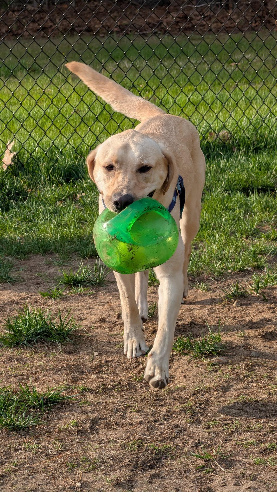 Banana, a ADOPTABLE mixed breed in Hollis, NH image 4/6