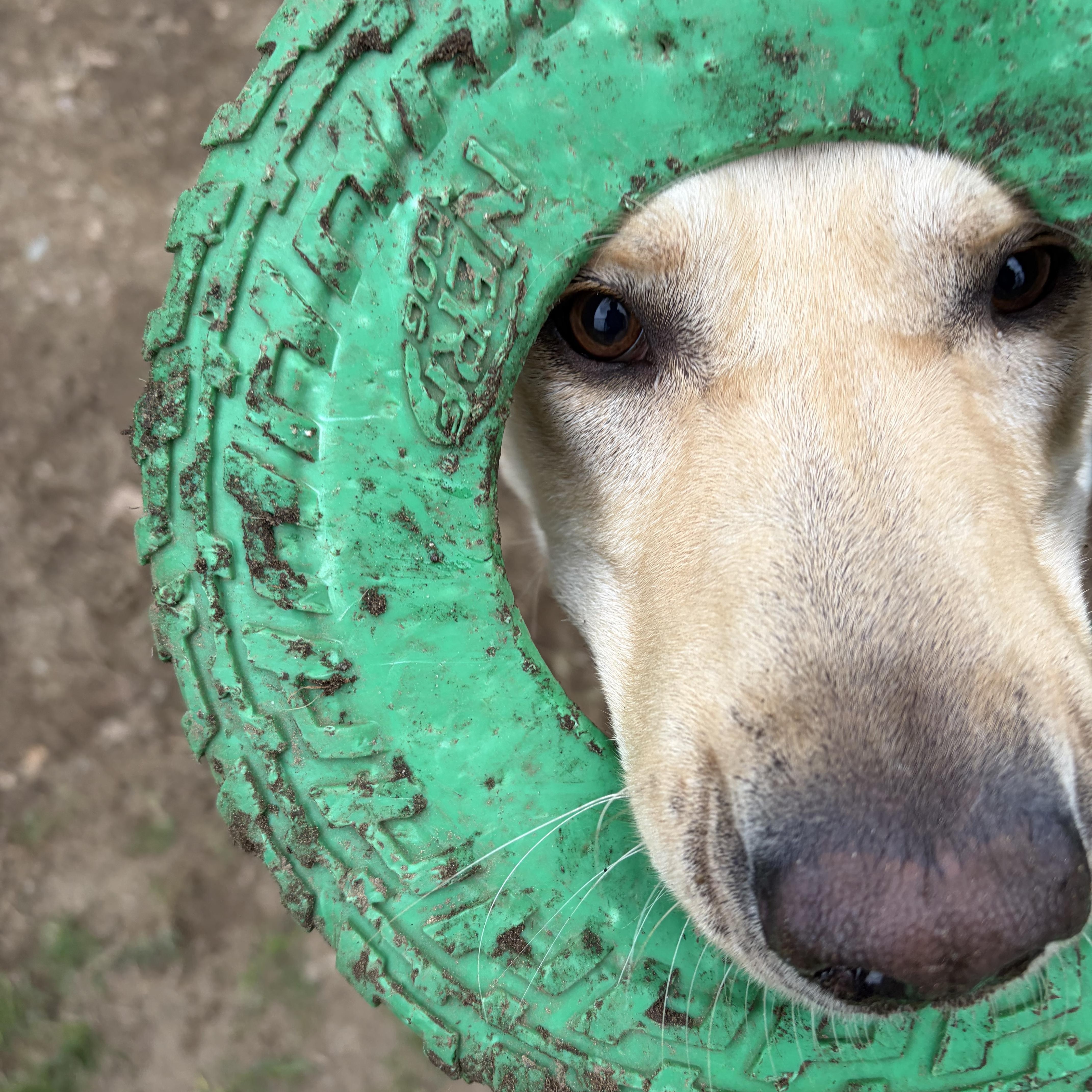 Banana, a ADOPTABLE mixed breed in Hollis, NH image 5/6