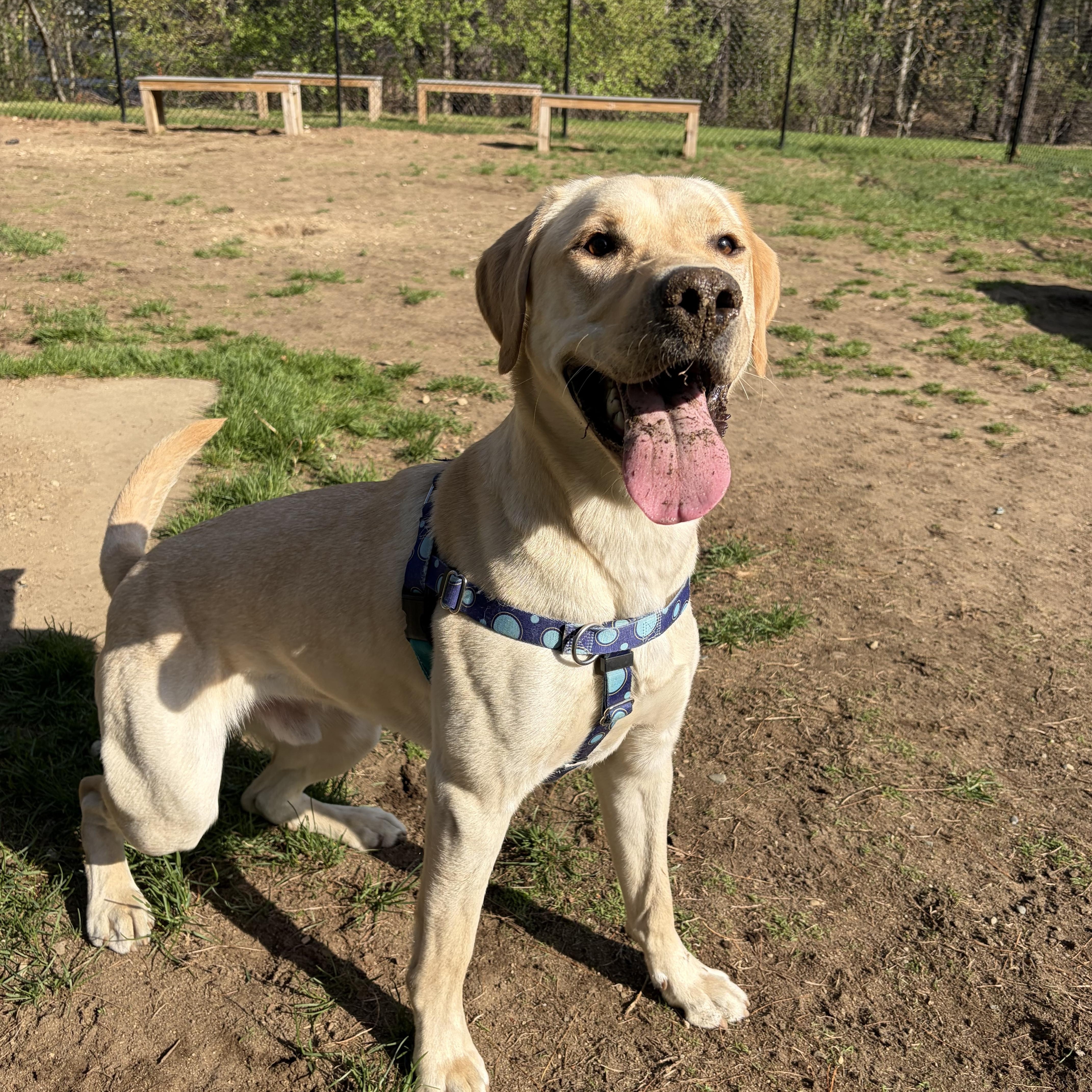 Banana, a ADOPTABLE mixed breed in Hollis, NH image 2/6