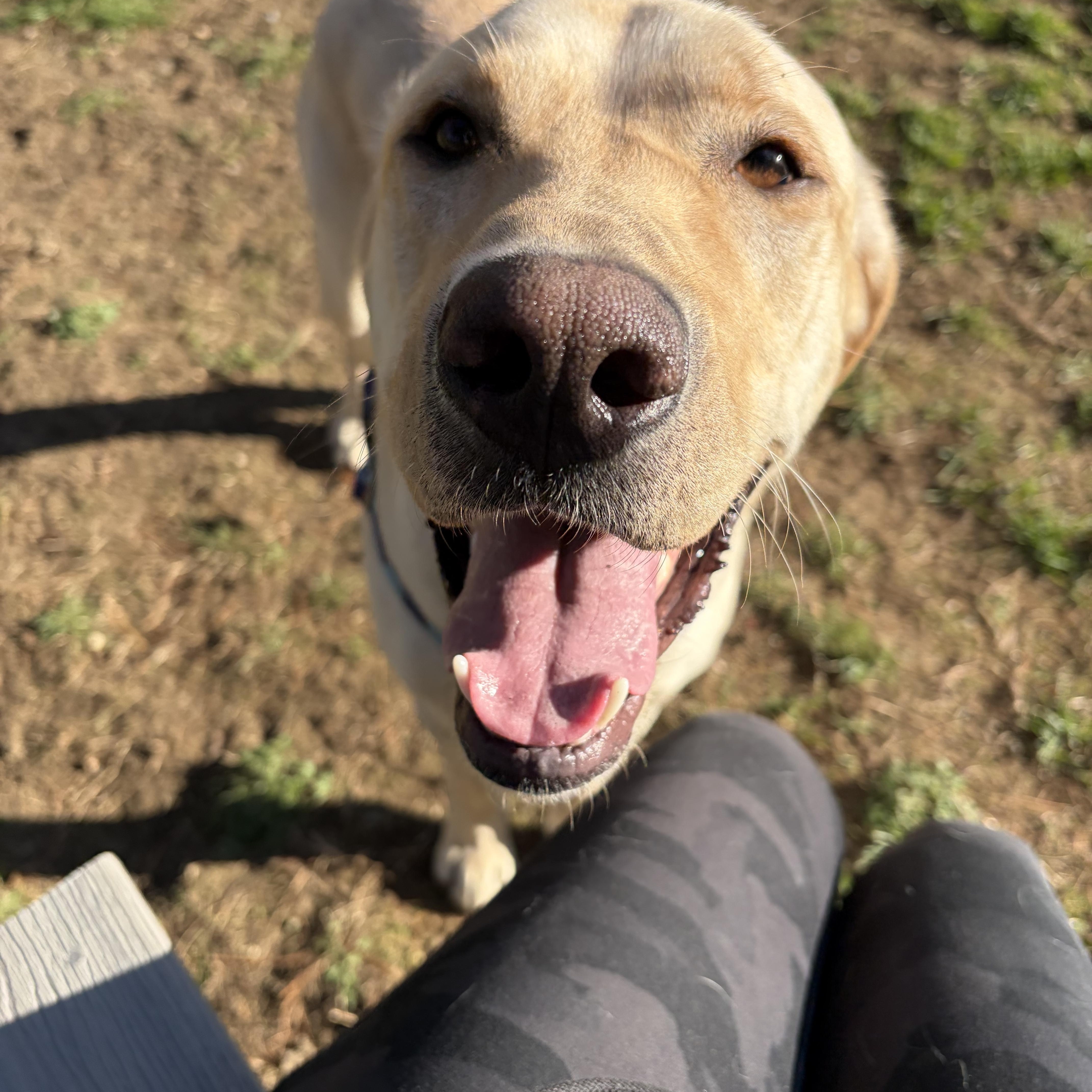 Banana, a ADOPTABLE mixed breed in Hollis, NH image 6/6