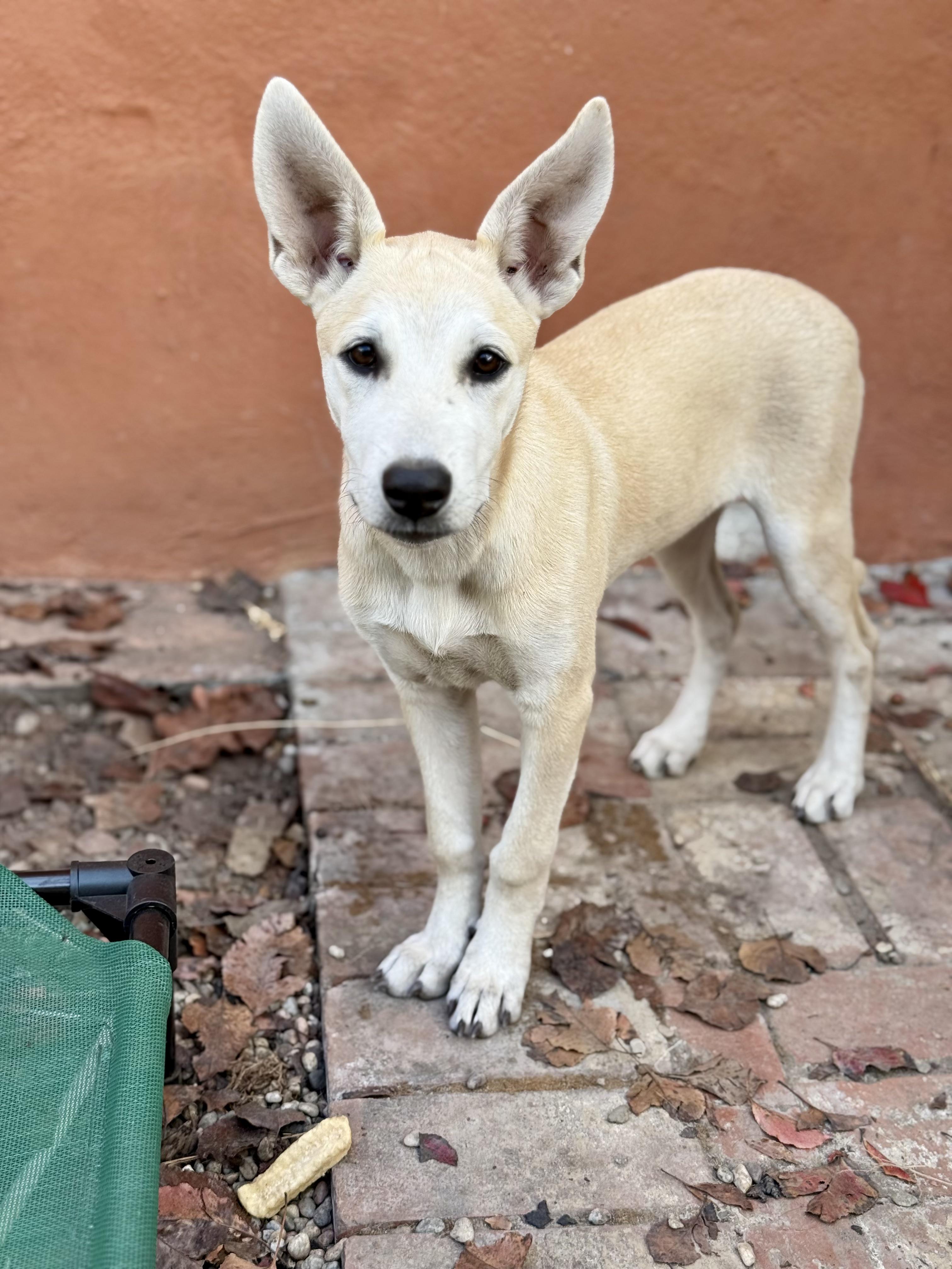 Enlarge Quixote, a Adoptable mixed breed in Santa Monica, CA image 5/5