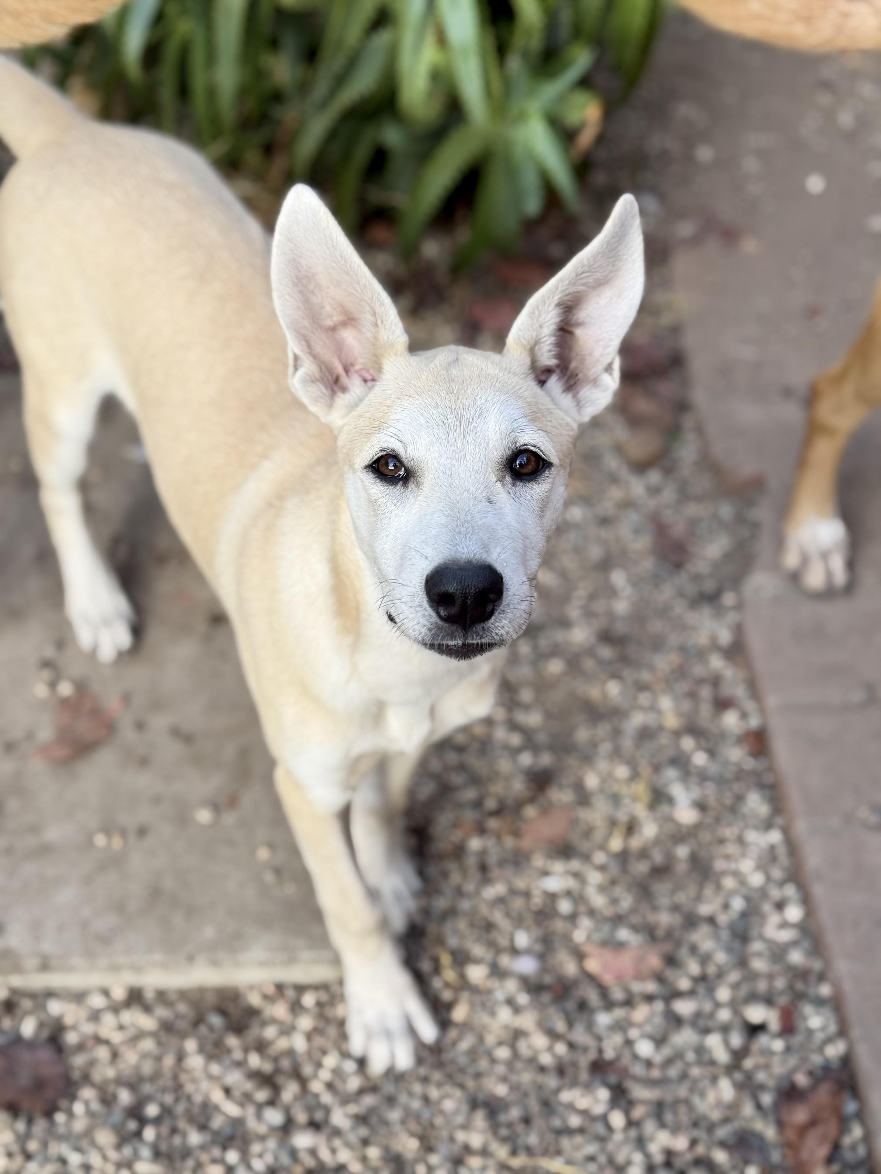 Enlarge Quixote, a Adoptable mixed breed in Santa Monica, CA image 2/5