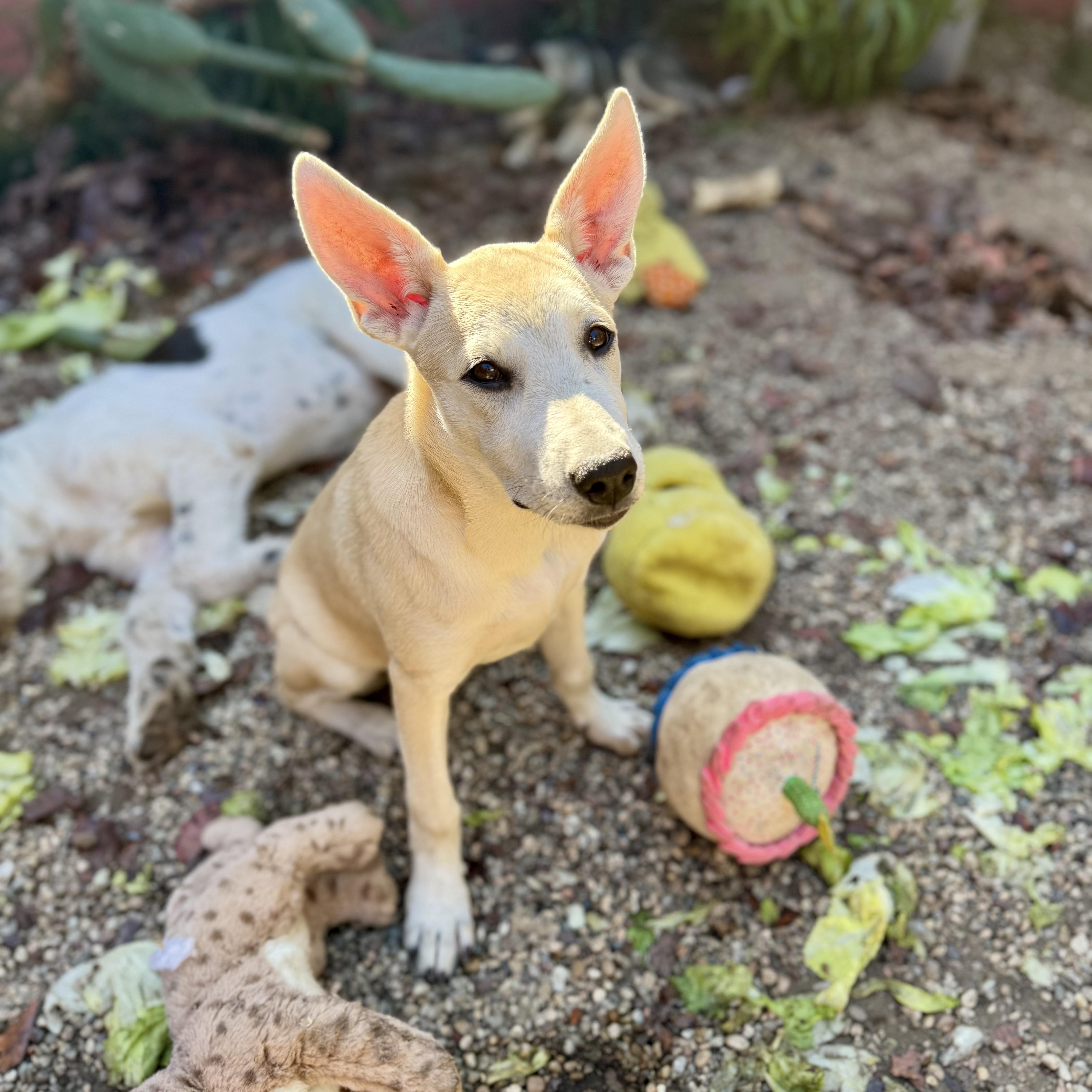Enlarge Quixote, a Adoptable mixed breed in Santa Monica, CA image 3/5
