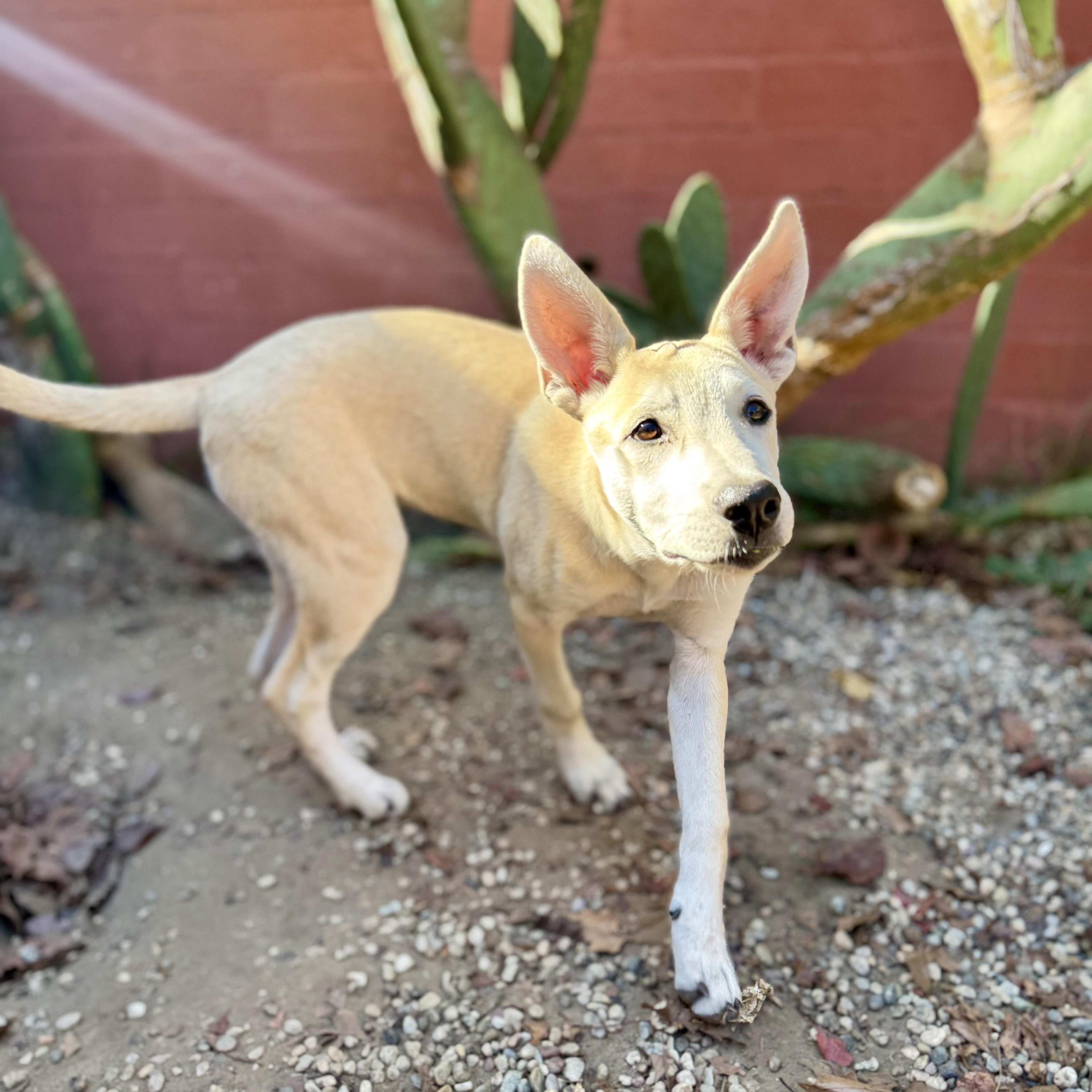 Enlarge Quixote, a Adoptable mixed breed in Santa Monica, CA image 4/5