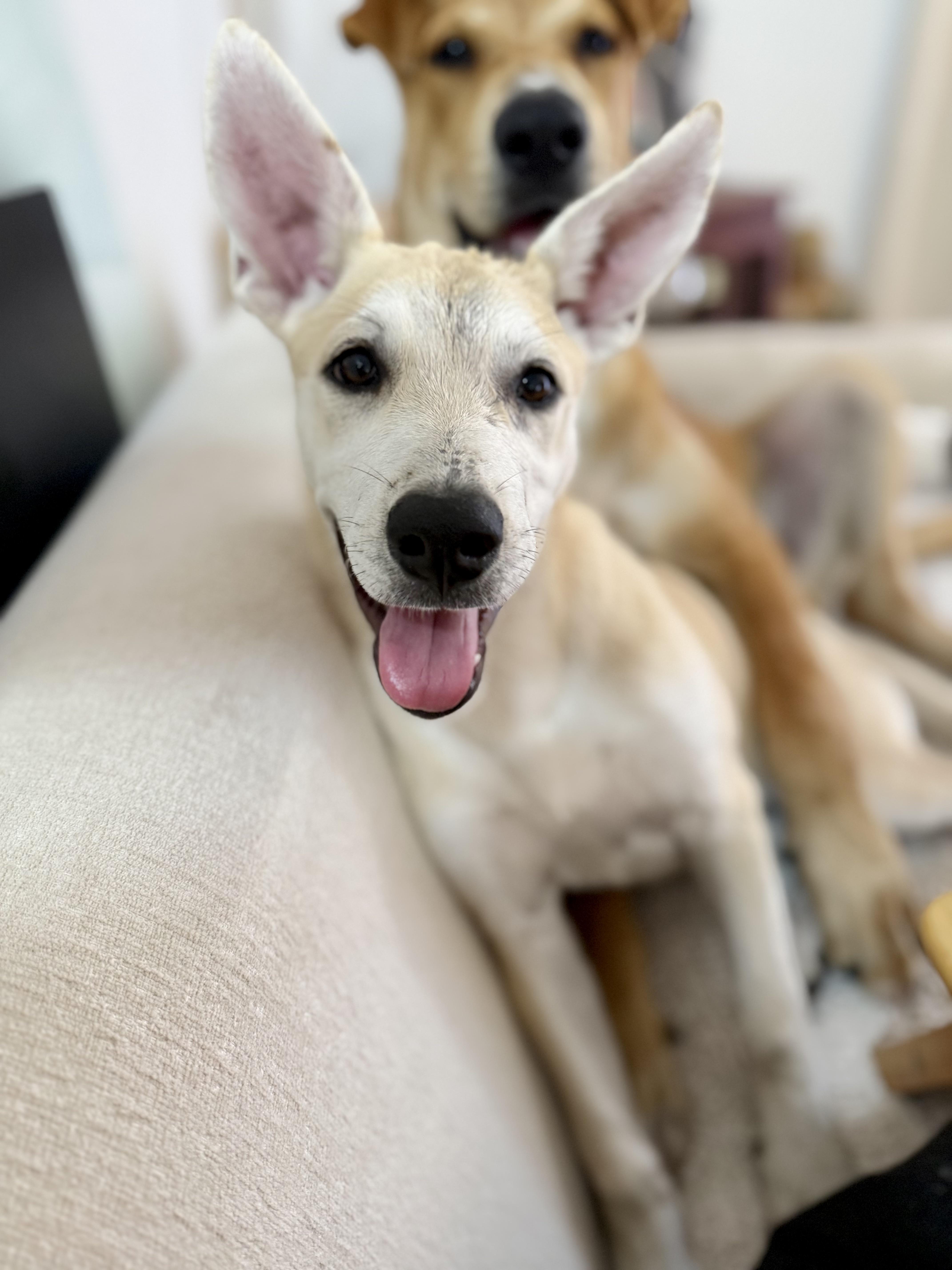 Quixote, Adoptable, Puppy Female Carolina Dog.