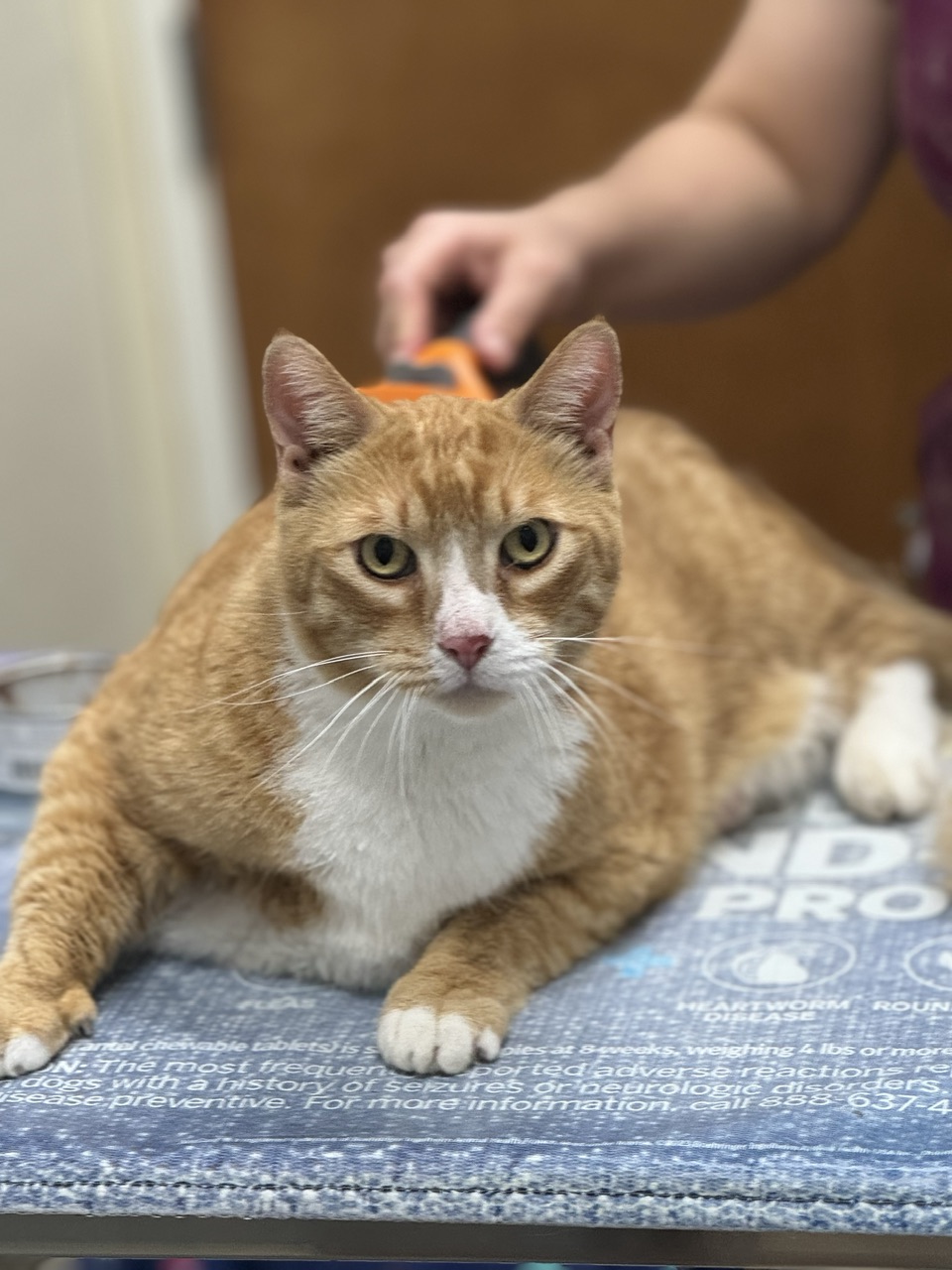 Tom and Jeri, a Adoptable mixed breed in Mission Viejo, CA image 5/6