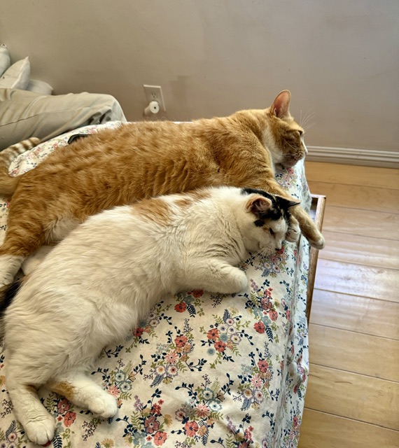 Tom and Jeri, a Adoptable mixed breed in Mission Viejo, CA image 1/6