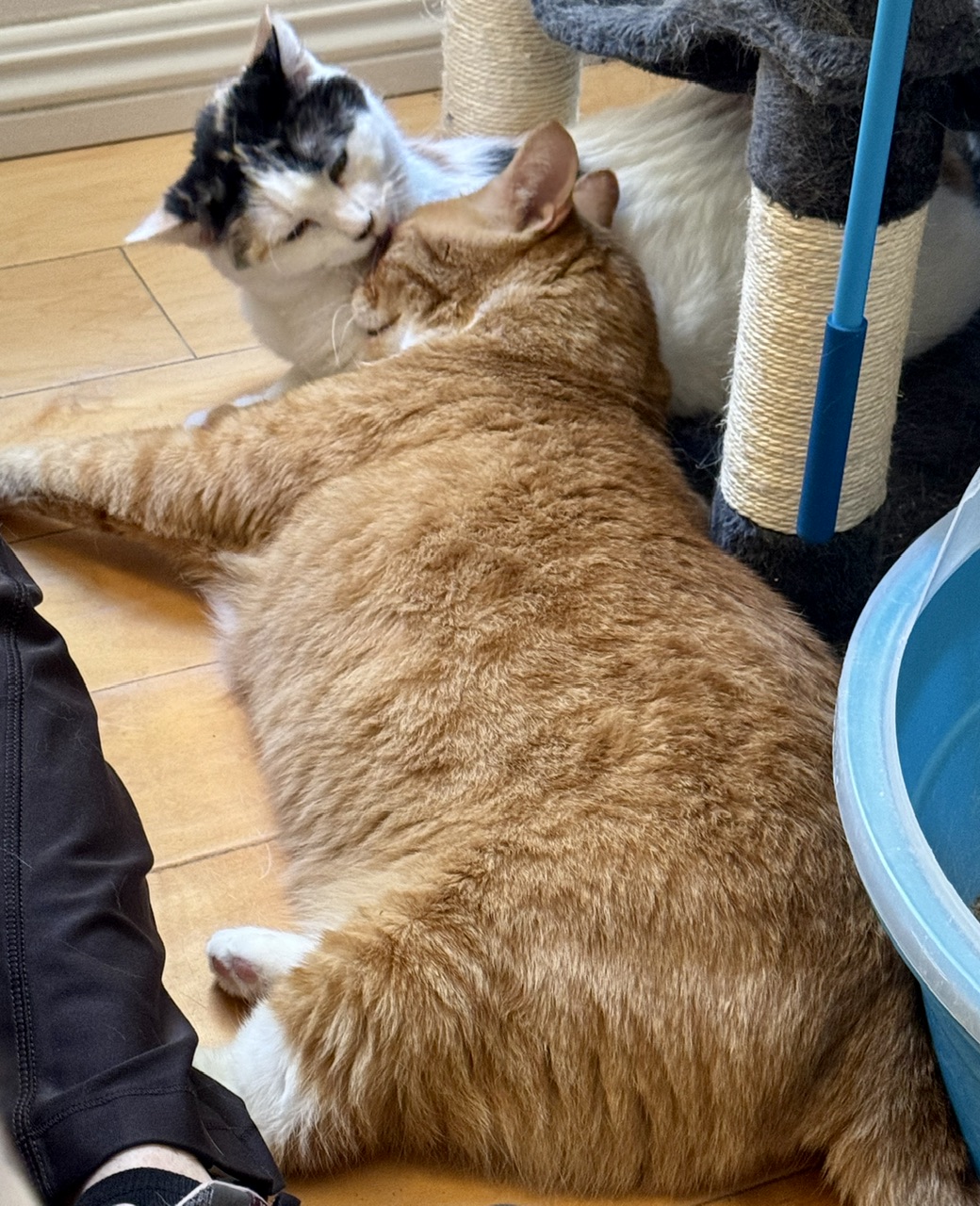 Tom and Jeri, a Adoptable mixed breed in Mission Viejo, CA image 2/6