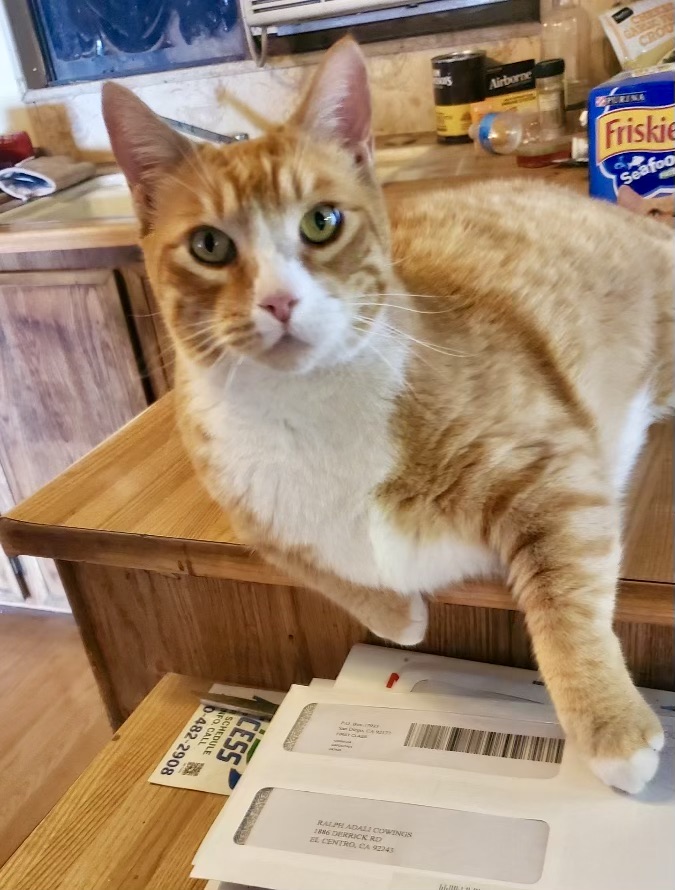 Tom and Jeri, a Adoptable mixed breed in Mission Viejo, CA image 3/6