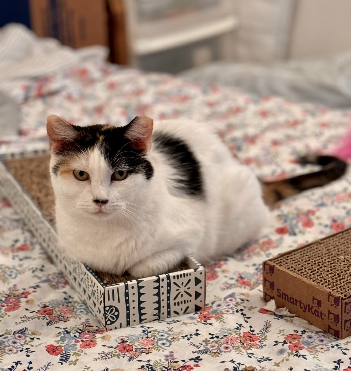 Tom and Jeri, a Adoptable mixed breed in Mission Viejo, CA image 6/6