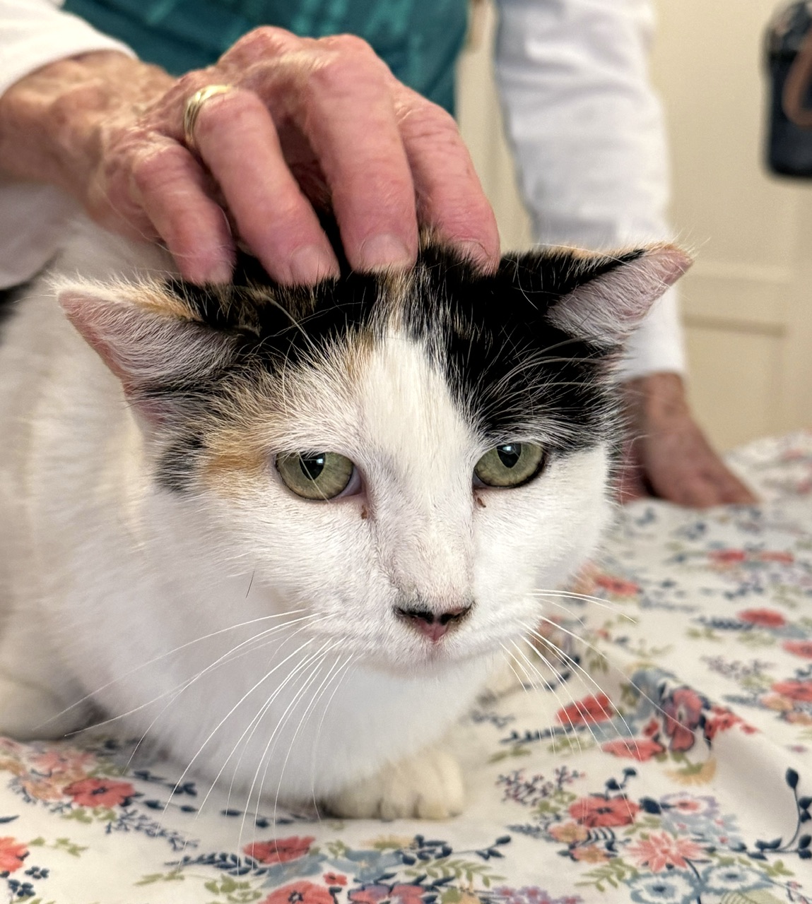 Tom and Jeri, a Adoptable mixed breed in Mission Viejo, CA image 4/6