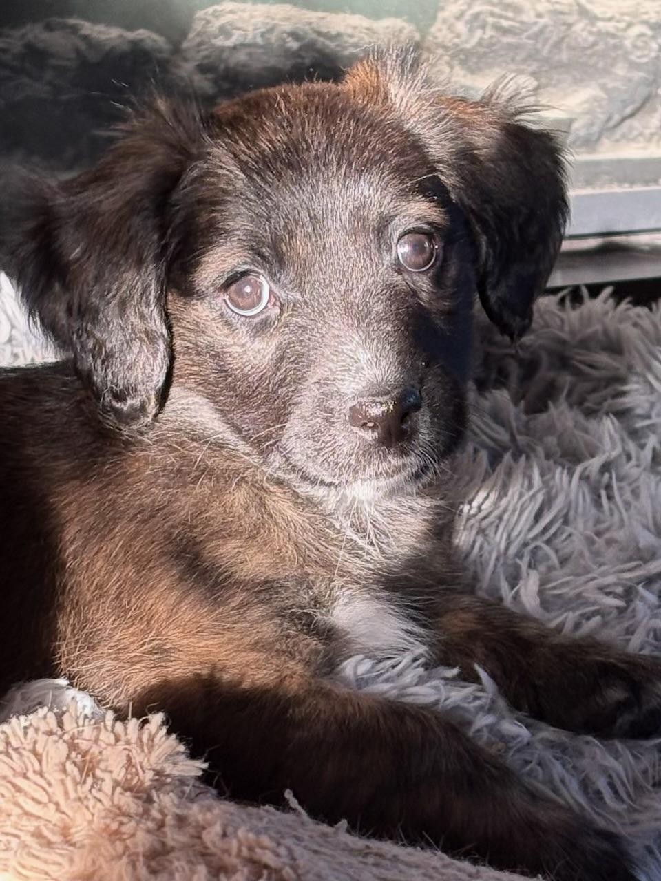 Enlarge Virginia, an adopted mixed breed in Cincinnati, OH image 1/2