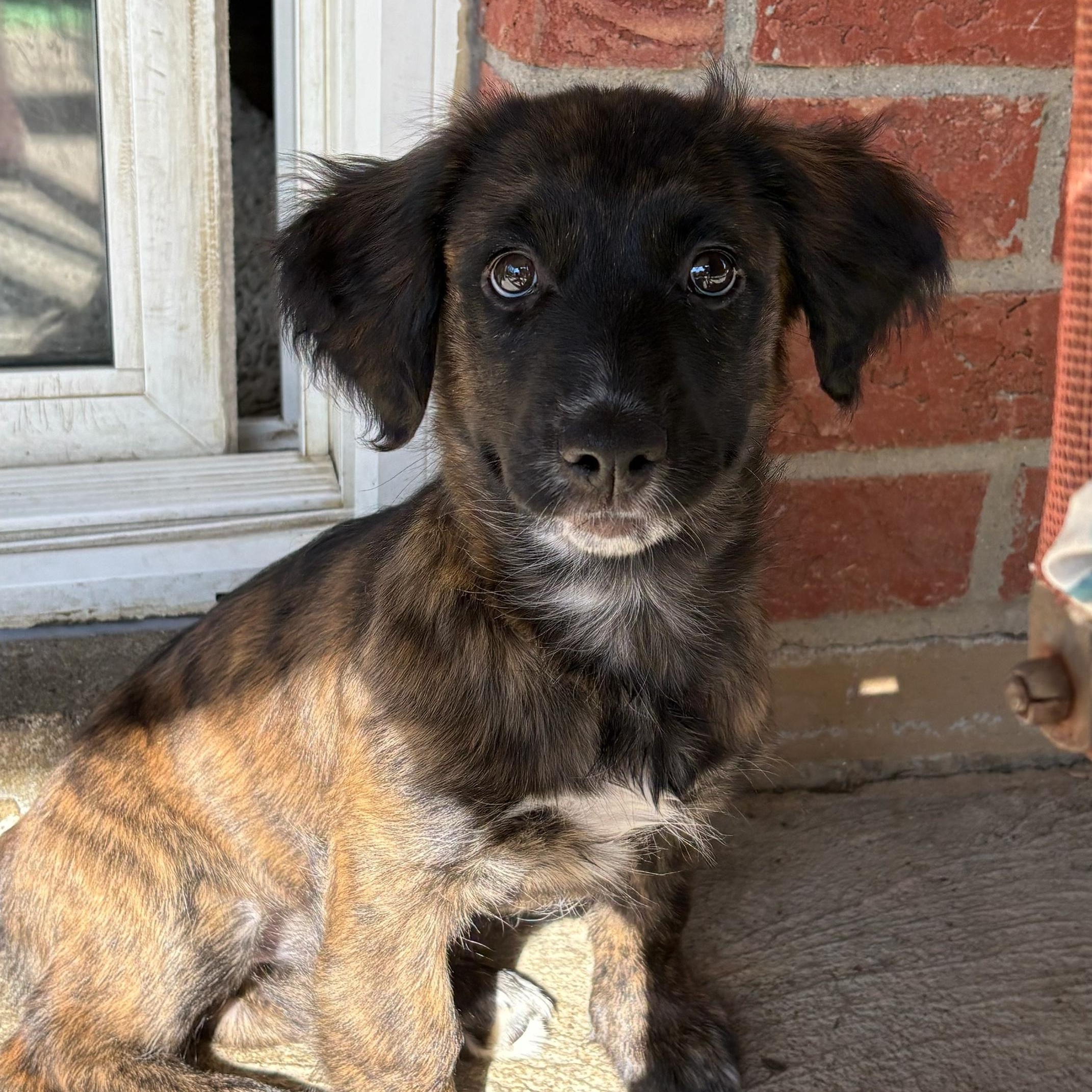 Enlarge Virginia, an adopted mixed breed in Cincinnati, OH image 2/2