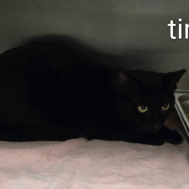 Enlarge Sloane, a Adoptable Domestic Short Hair in Rocky Mount, VA image 1/4