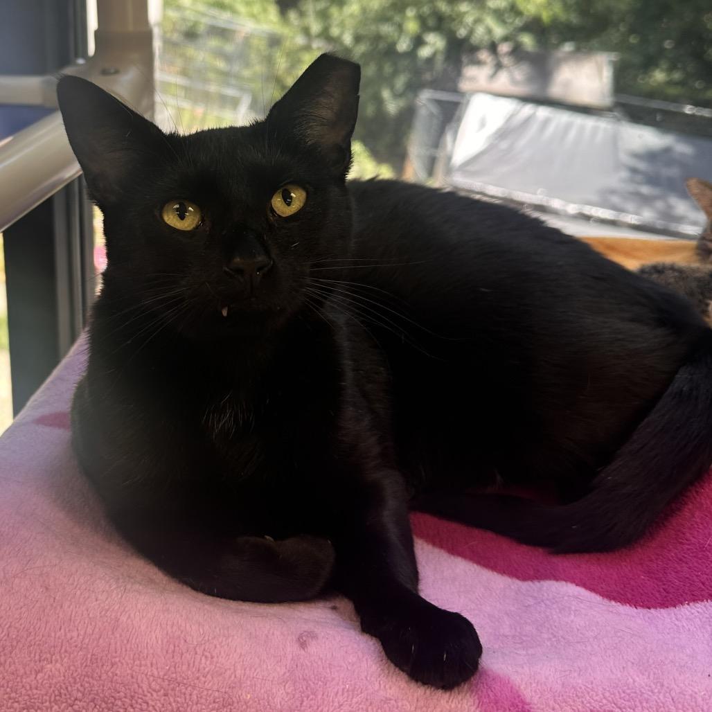 Enlarge Sloane, a Adoptable Domestic Short Hair in Rocky Mount, VA image 2/6