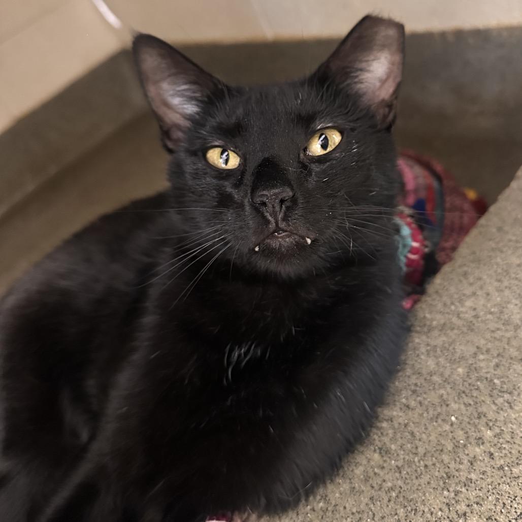 Enlarge Sloane, a Adoptable Domestic Short Hair in Rocky Mount, VA image 2/4