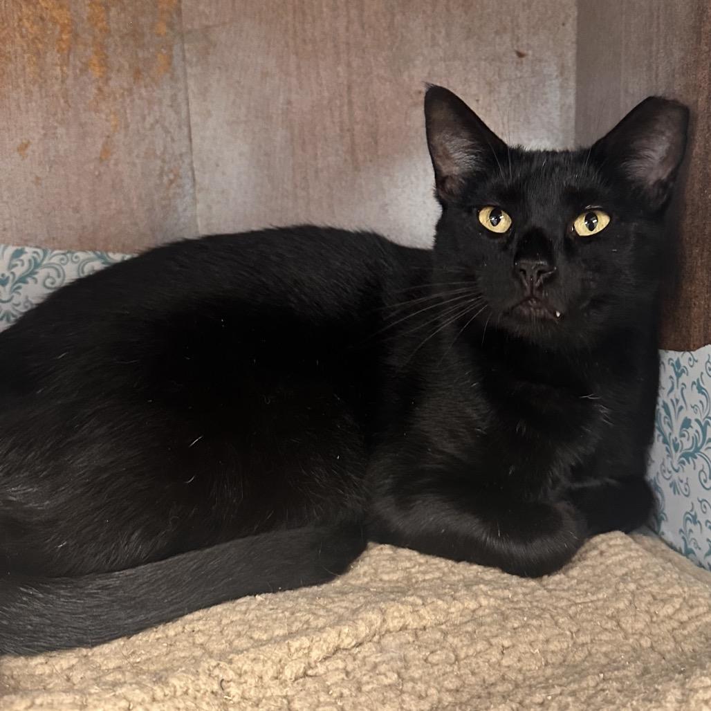 Enlarge Sloane, a Adoptable Domestic Short Hair in Rocky Mount, VA image 4/6