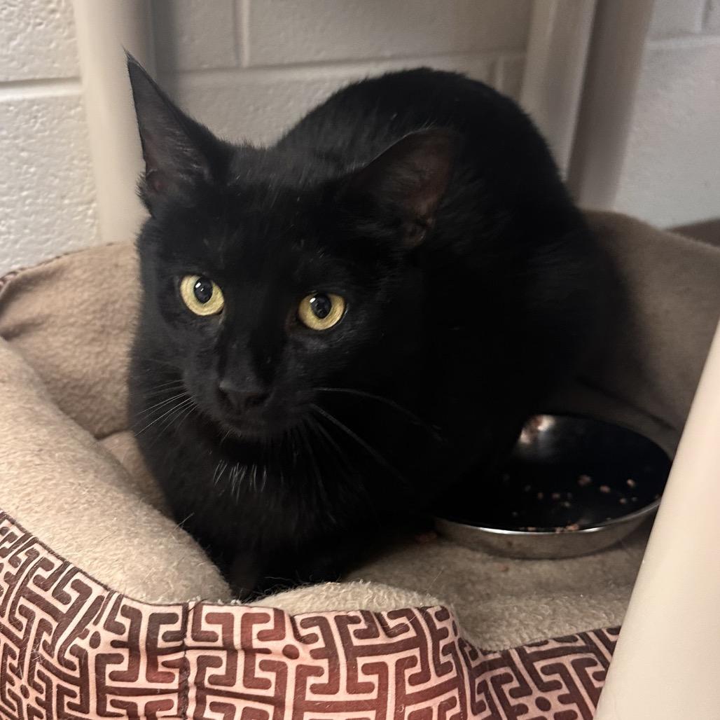 Enlarge Sloane, a Adoptable Domestic Short Hair in Rocky Mount, VA image 3/4