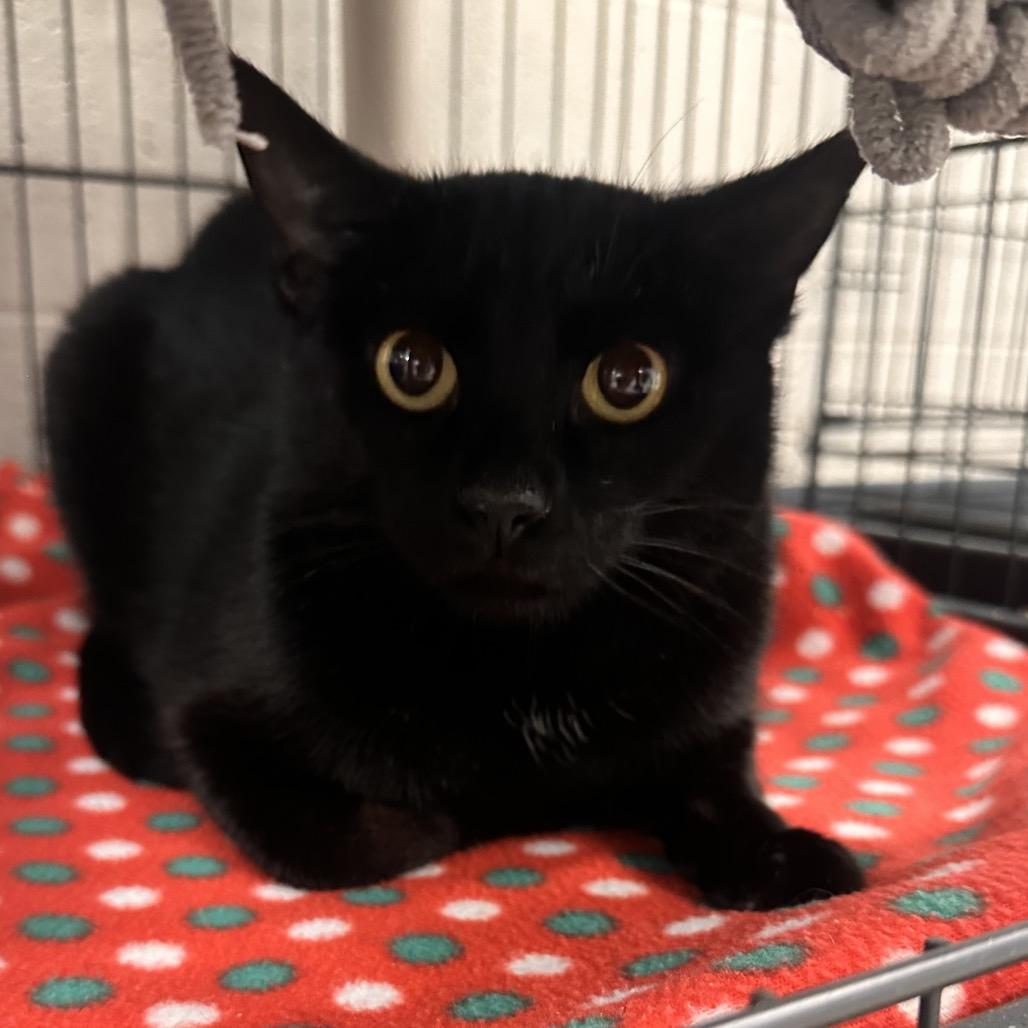 Enlarge Sloane, a Adoptable Domestic Short Hair in Rocky Mount, VA image 4/4