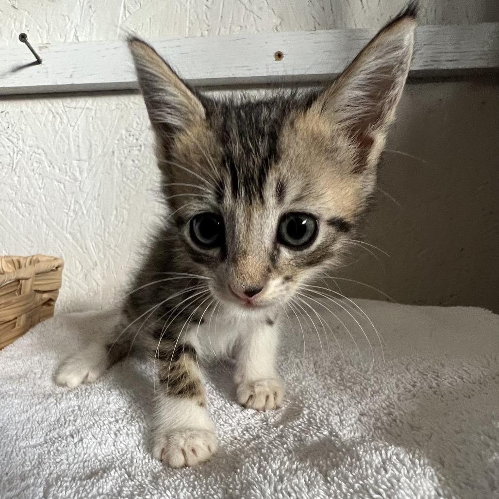 Dumplin A26-170, Adoptable, Kitten Male Domestic Medium Hair.