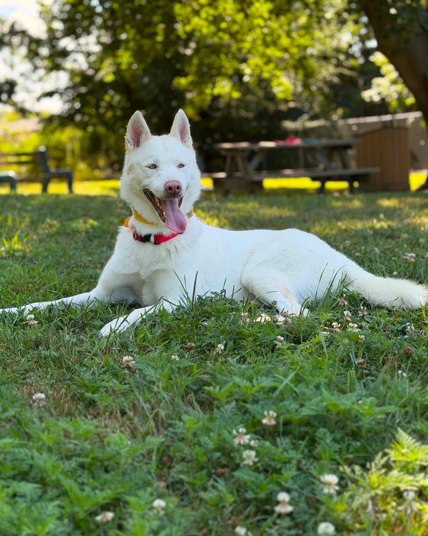 Alaska, adopted, Adult Female Husky.