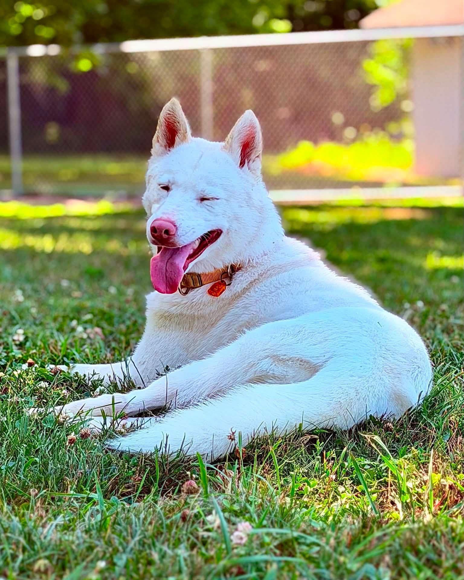 Enlarge Alaska, an adopted mixed breed in Fremont, MI image 3/3