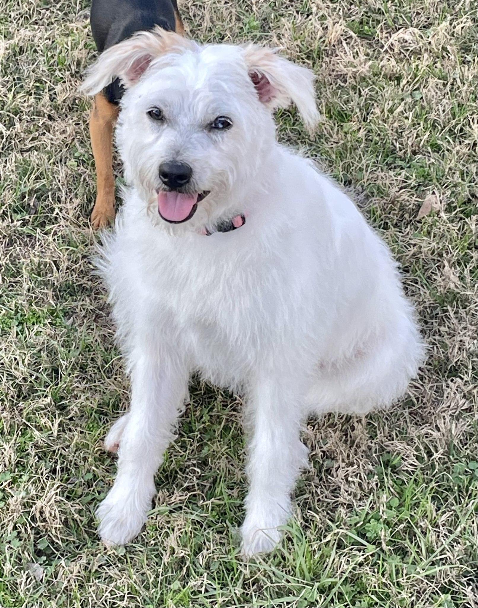 Yuki, Adoptable, Young Female Golden Retriever.