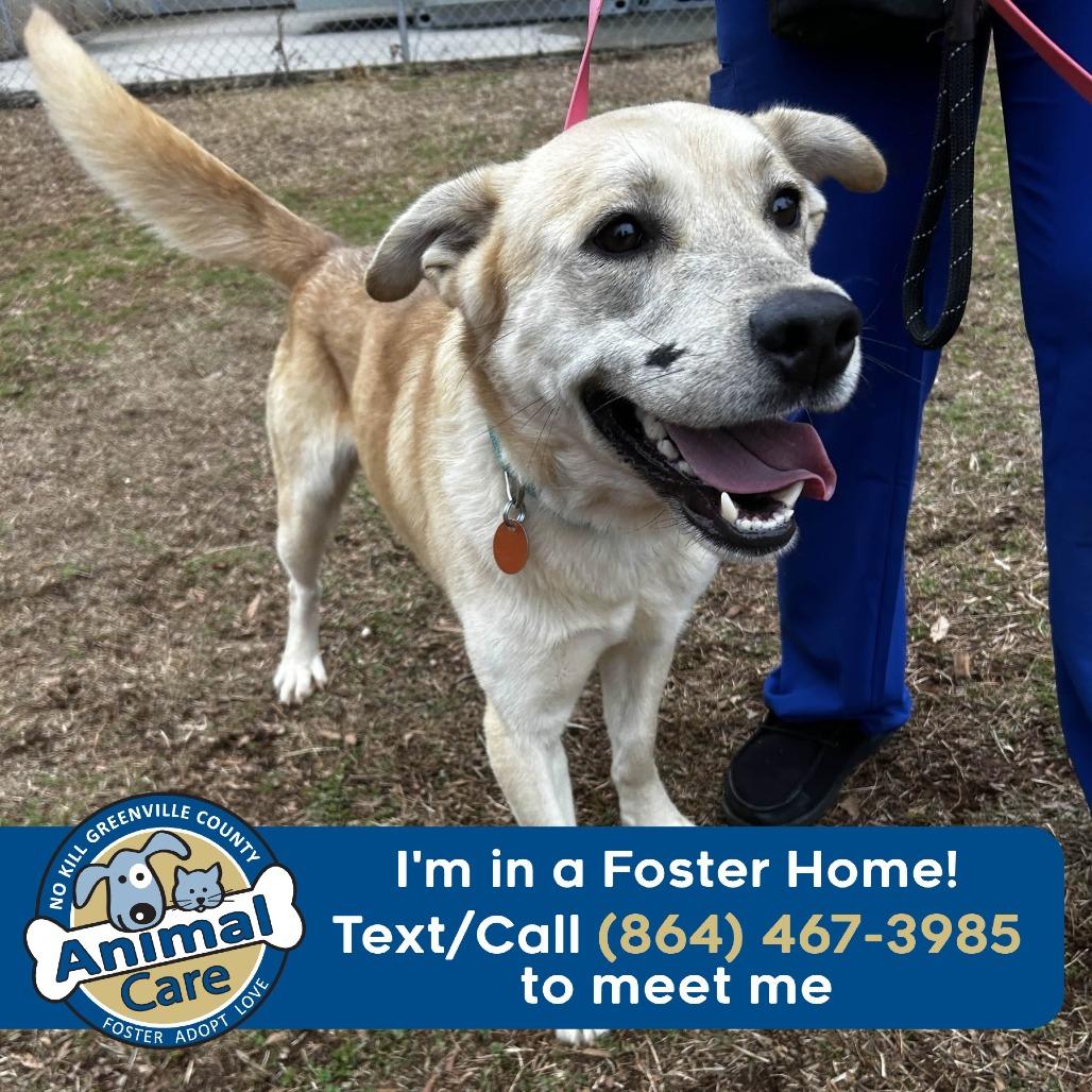 Enlarge Boen, a Adoptable mixed breed in Greenville, SC image 2/6