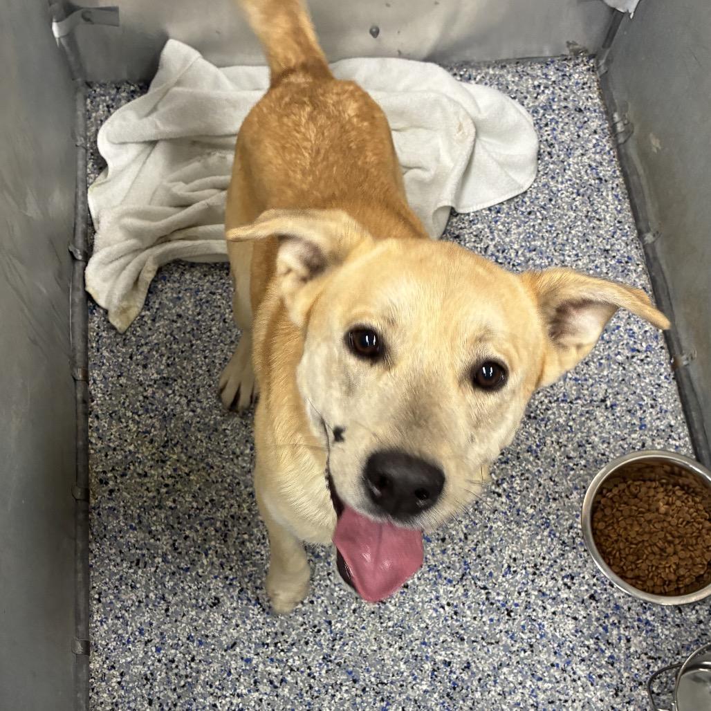 Enlarge Boen, a Adoptable mixed breed in Greenville, SC image 3/6