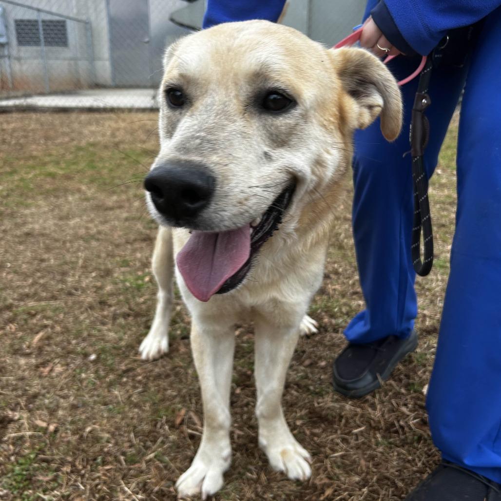 Enlarge Boen, a Adoptable mixed breed in Greenville, SC image 4/6