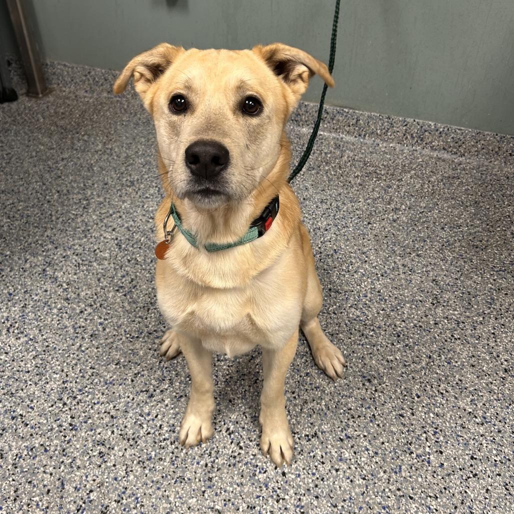 Enlarge Boen, a Adoptable mixed breed in Greenville, SC image 5/6