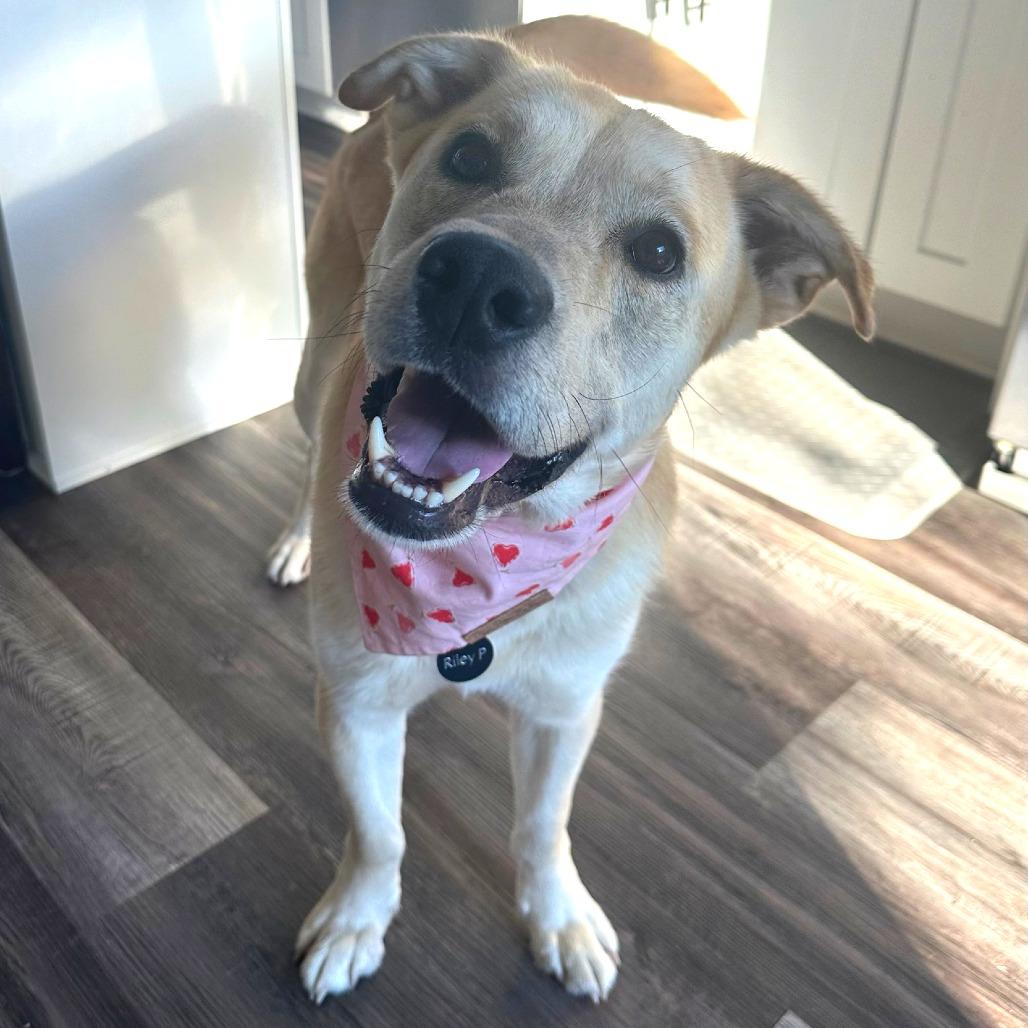 Enlarge Boen, a Adoptable mixed breed in Greenville, SC image 5/6