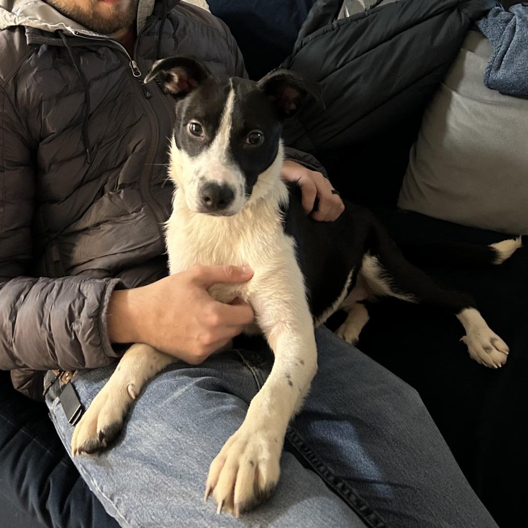 Cherokee, Adoptable, Young Female Terrier & Mixed Breed.