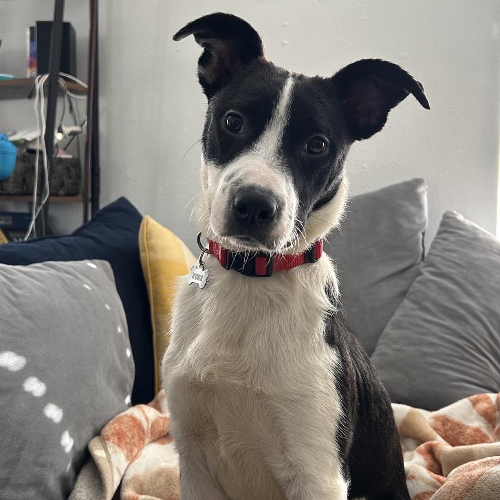 Enlarge Cherokee, a Adoptable mixed breed in Houston, TX image 2/6