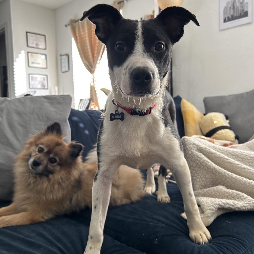 Enlarge Cherokee, a Adoptable mixed breed in Houston, TX image 3/6