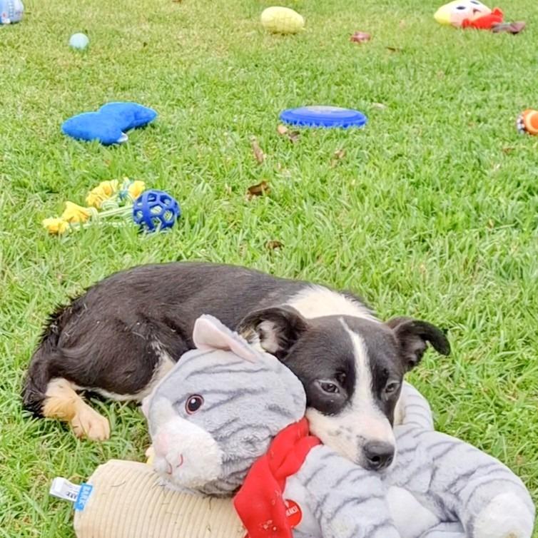 Enlarge Cherokee, a Adoptable mixed breed in Houston, TX image 4/6