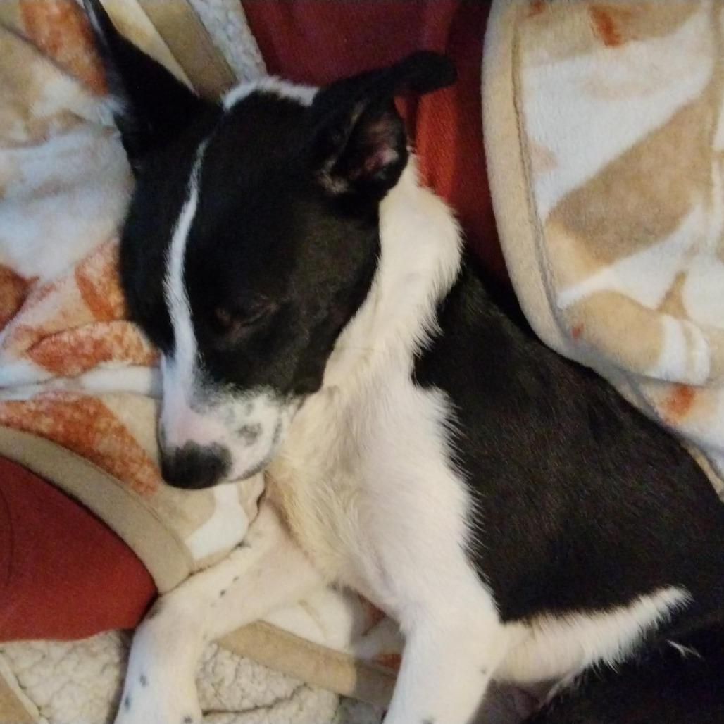 Enlarge Cherokee, a Adoptable mixed breed in Houston, TX image 5/6