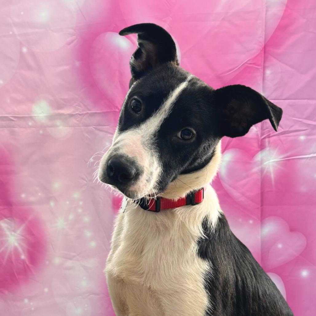 Enlarge Cherokee, a Adoptable mixed breed in Houston, TX image 6/6