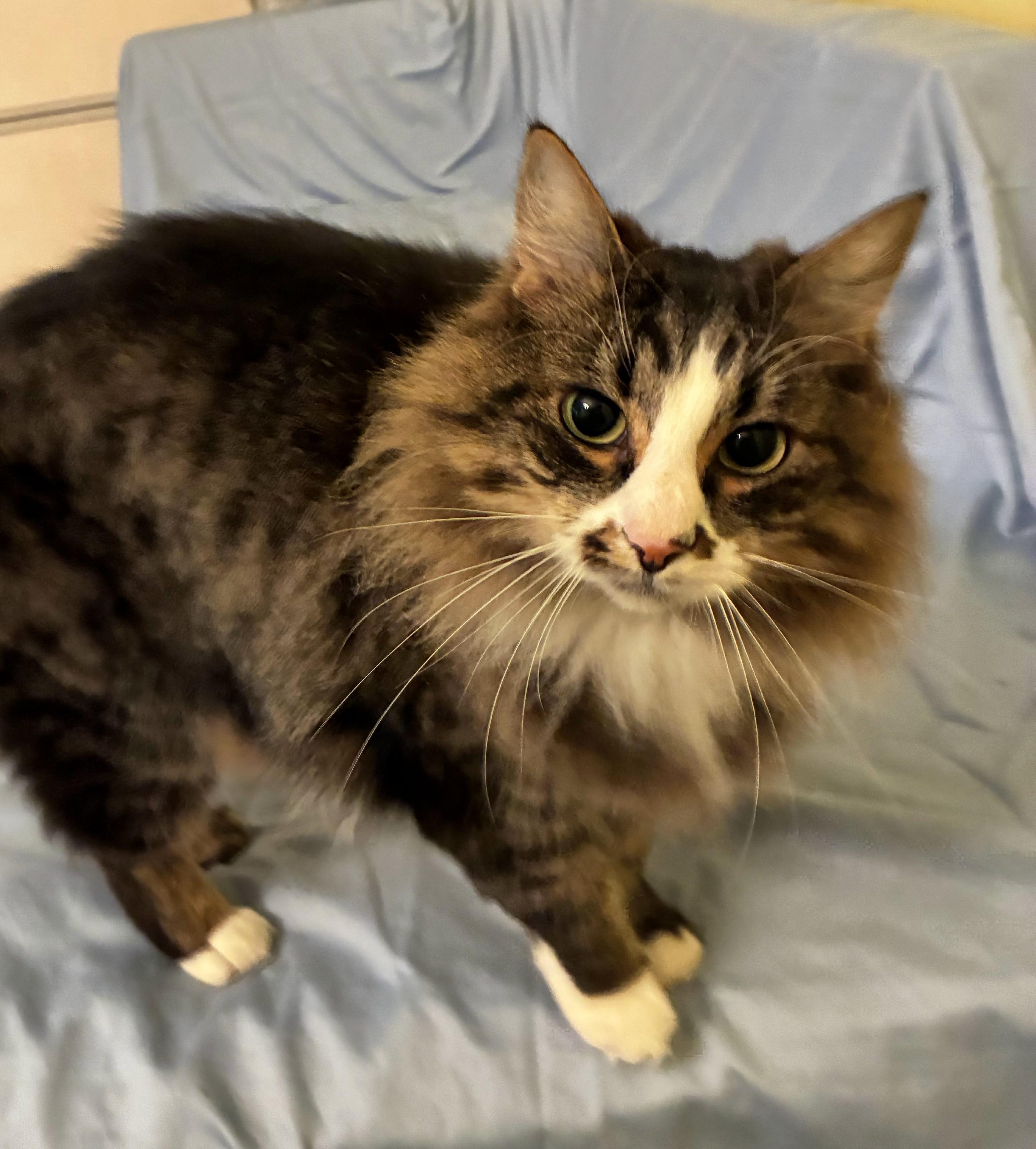 Enlarge Loki, an adopted Tabby in Bellingham, WA image 2/6