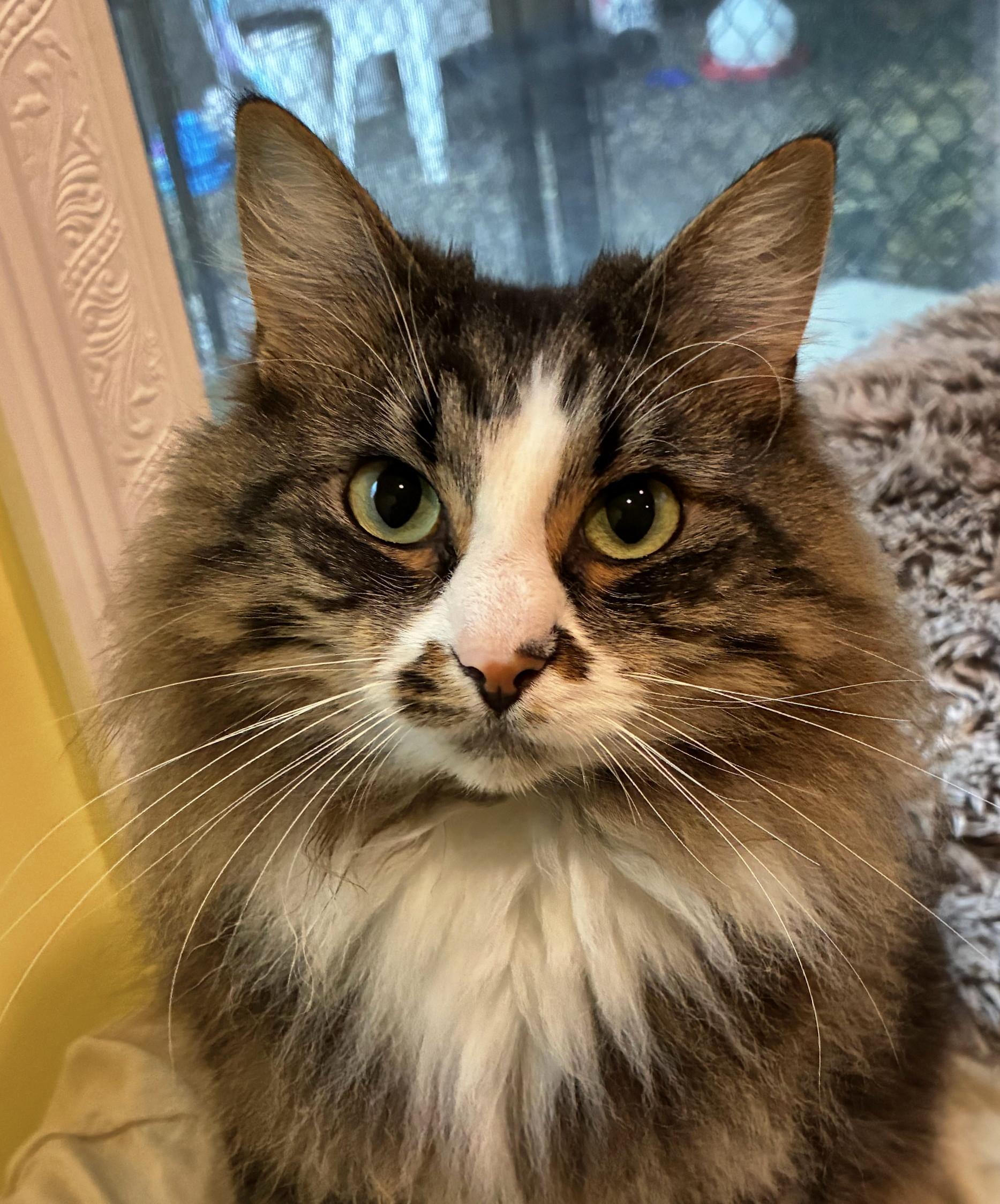 Loki, adopted, Young Female Tabby.