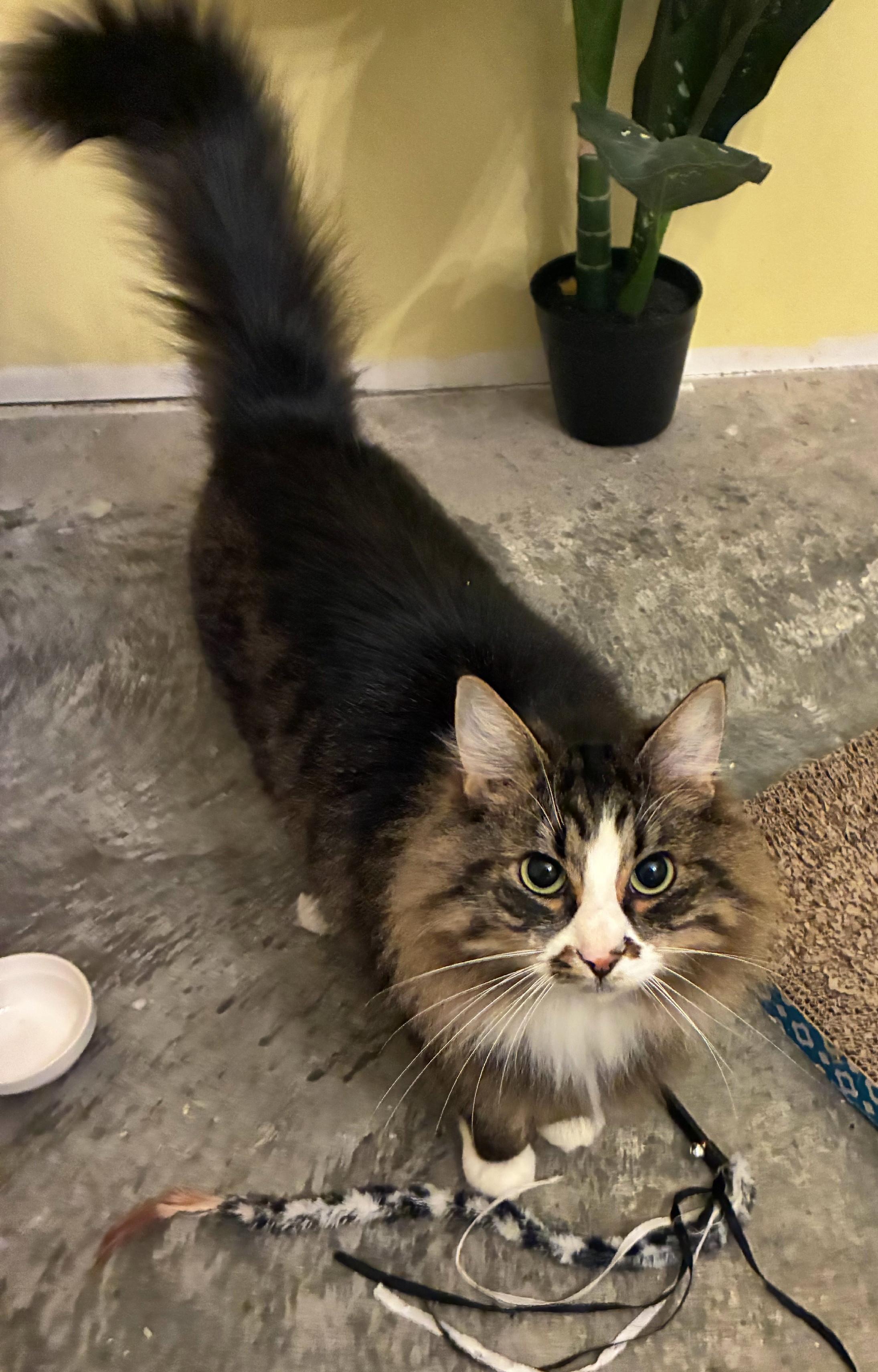 Enlarge Loki, an adopted Tabby in Bellingham, WA image 4/6