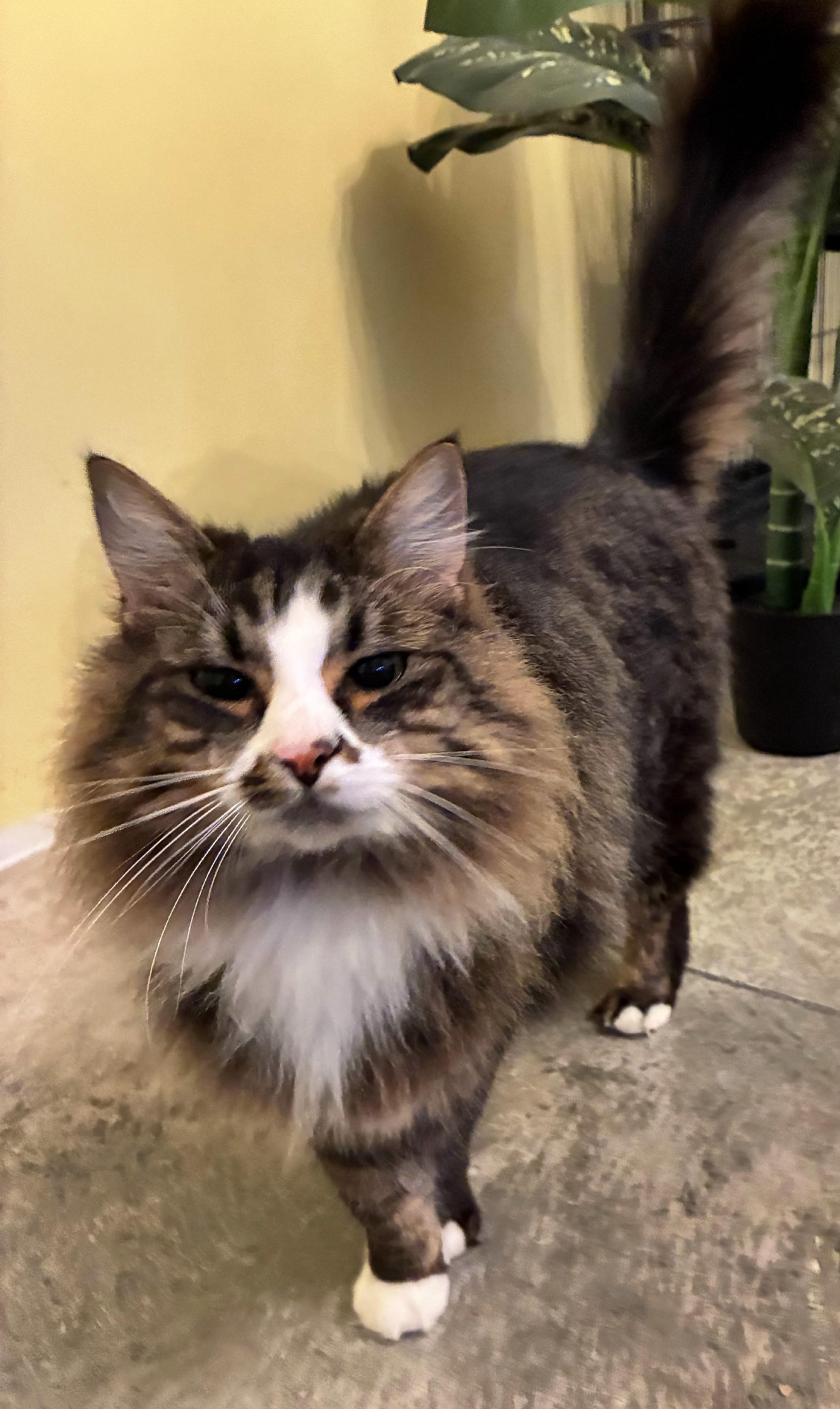 Enlarge Loki, an adopted Tabby in Bellingham, WA image 3/6