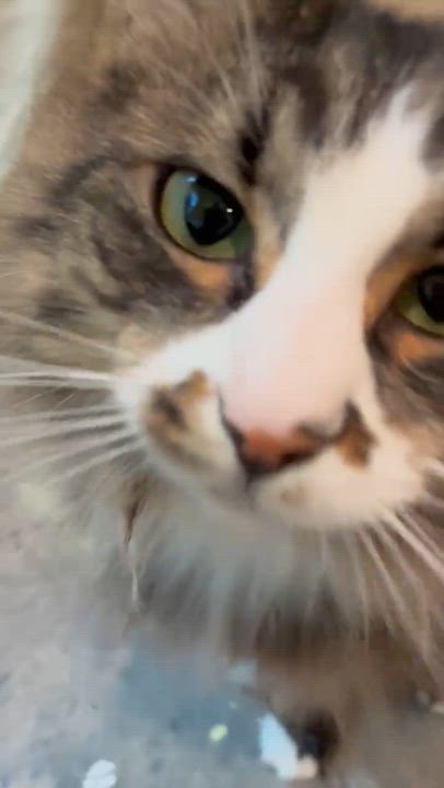 Enlarge Loki, an adopted Tabby in Bellingham, WA video 6/6