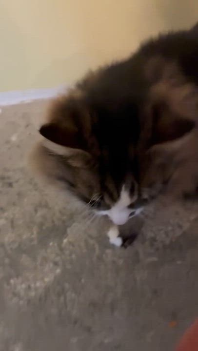 Enlarge Loki, an adopted Tabby in Bellingham, WA video 5/6